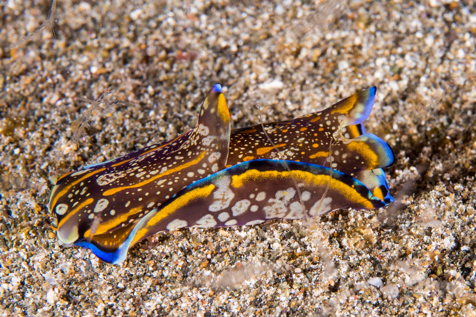 Philinopsis speciosa