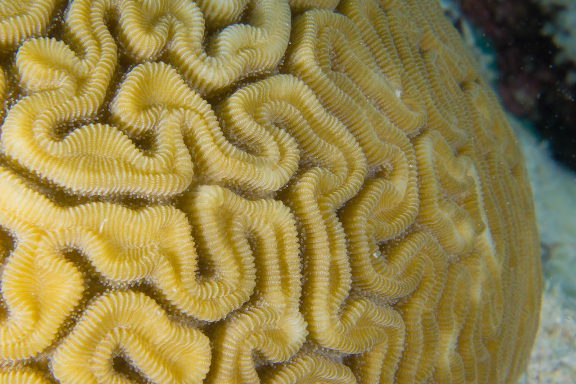 Grooved Brain Coral