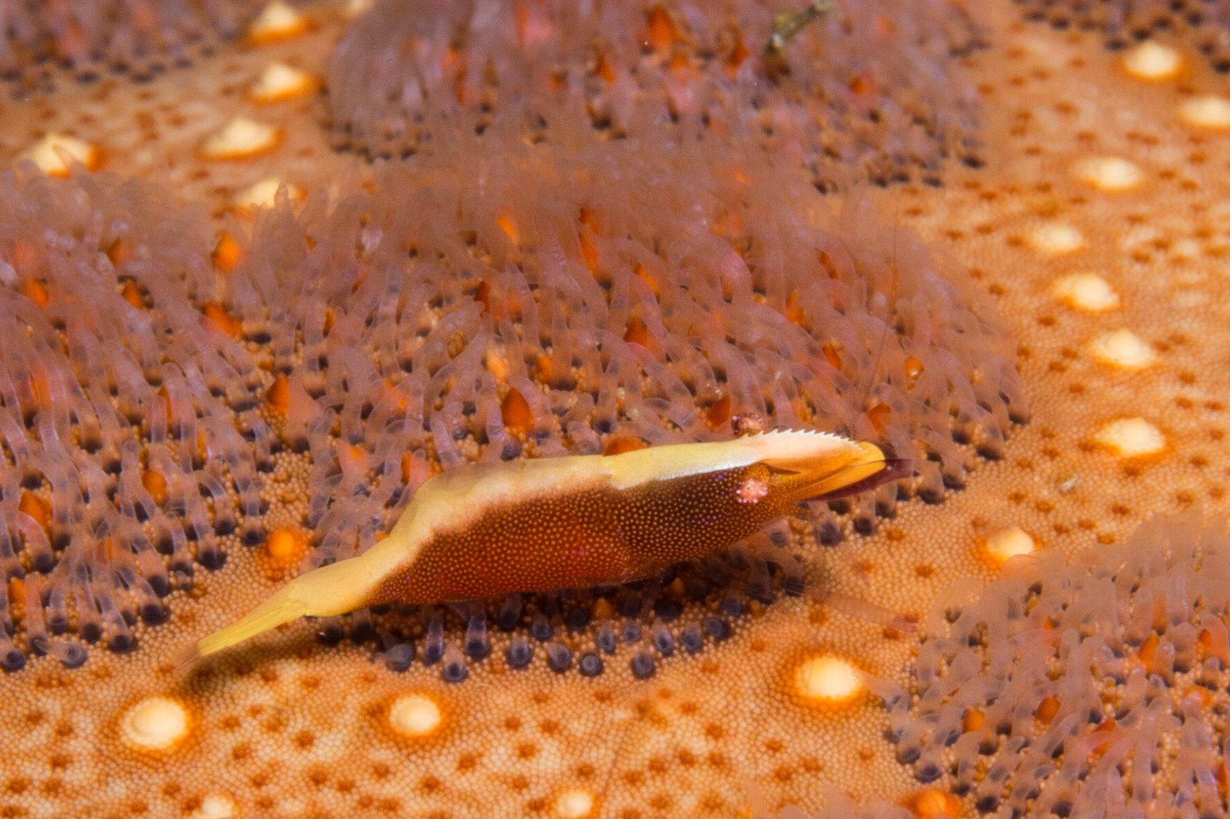 Sea Star Shrimp and Cushion Star