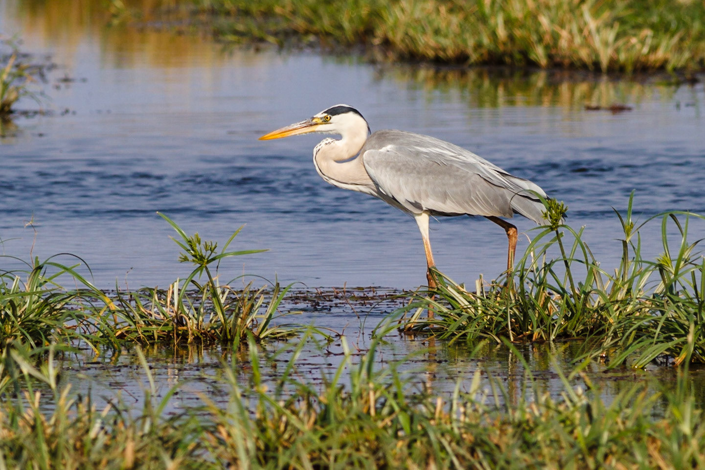 Grey Heron