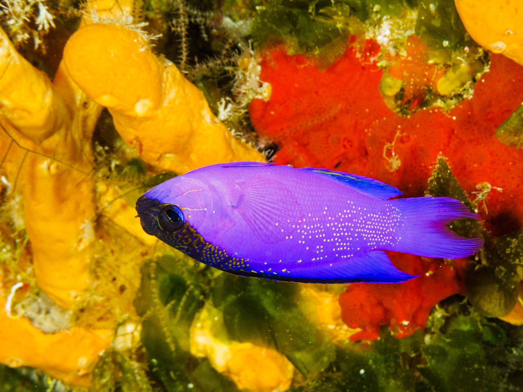 Blackcap Basslet (yes, they hang upside down under overhangs)