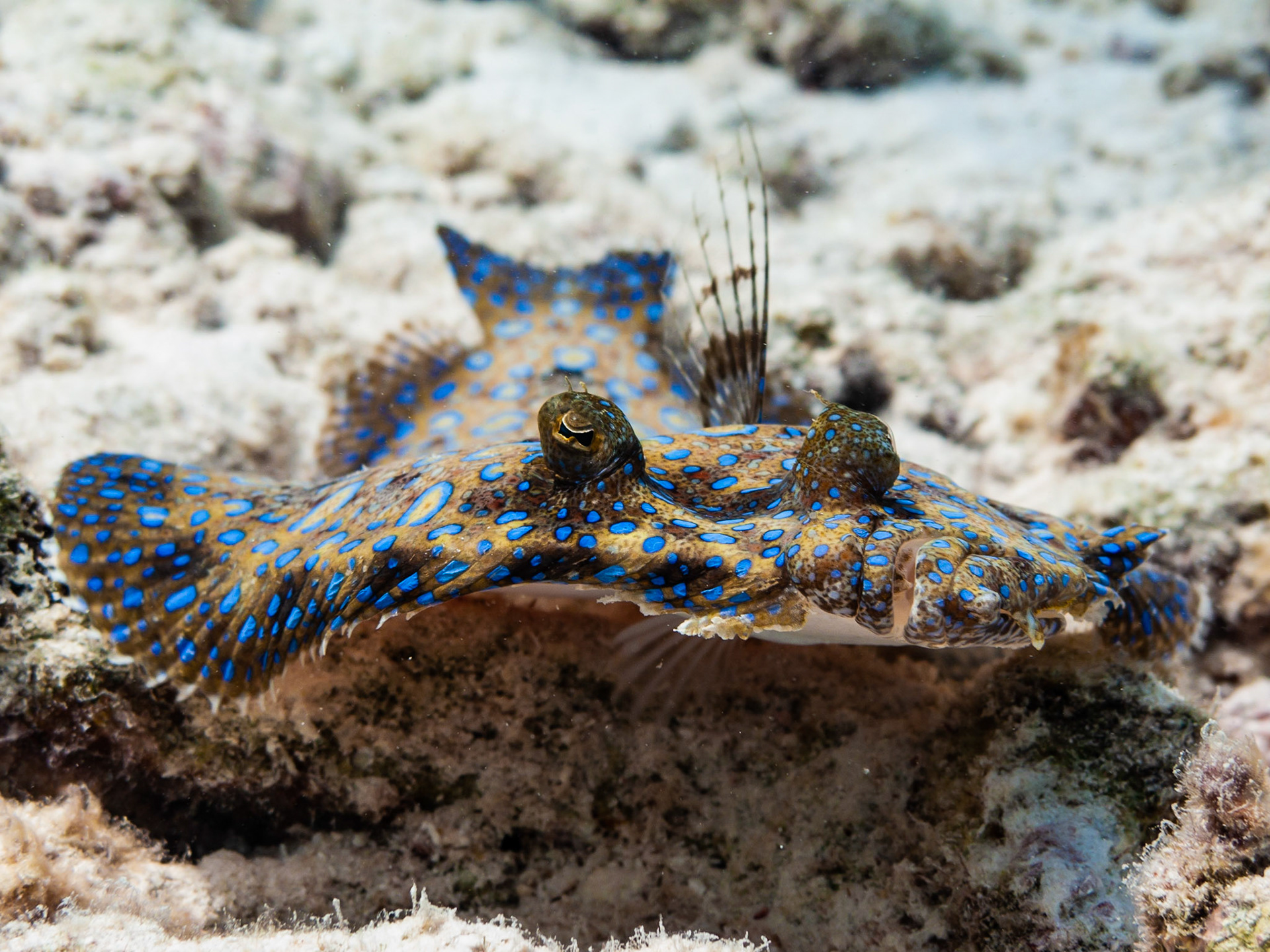 Peacock Flounder on the house reef of BelMar condos in Bonaire