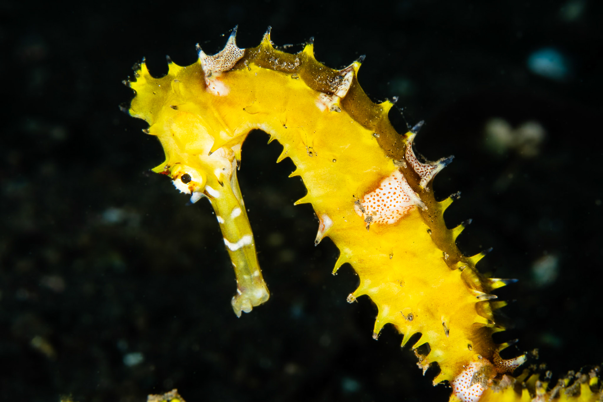 Thorny Seahorse