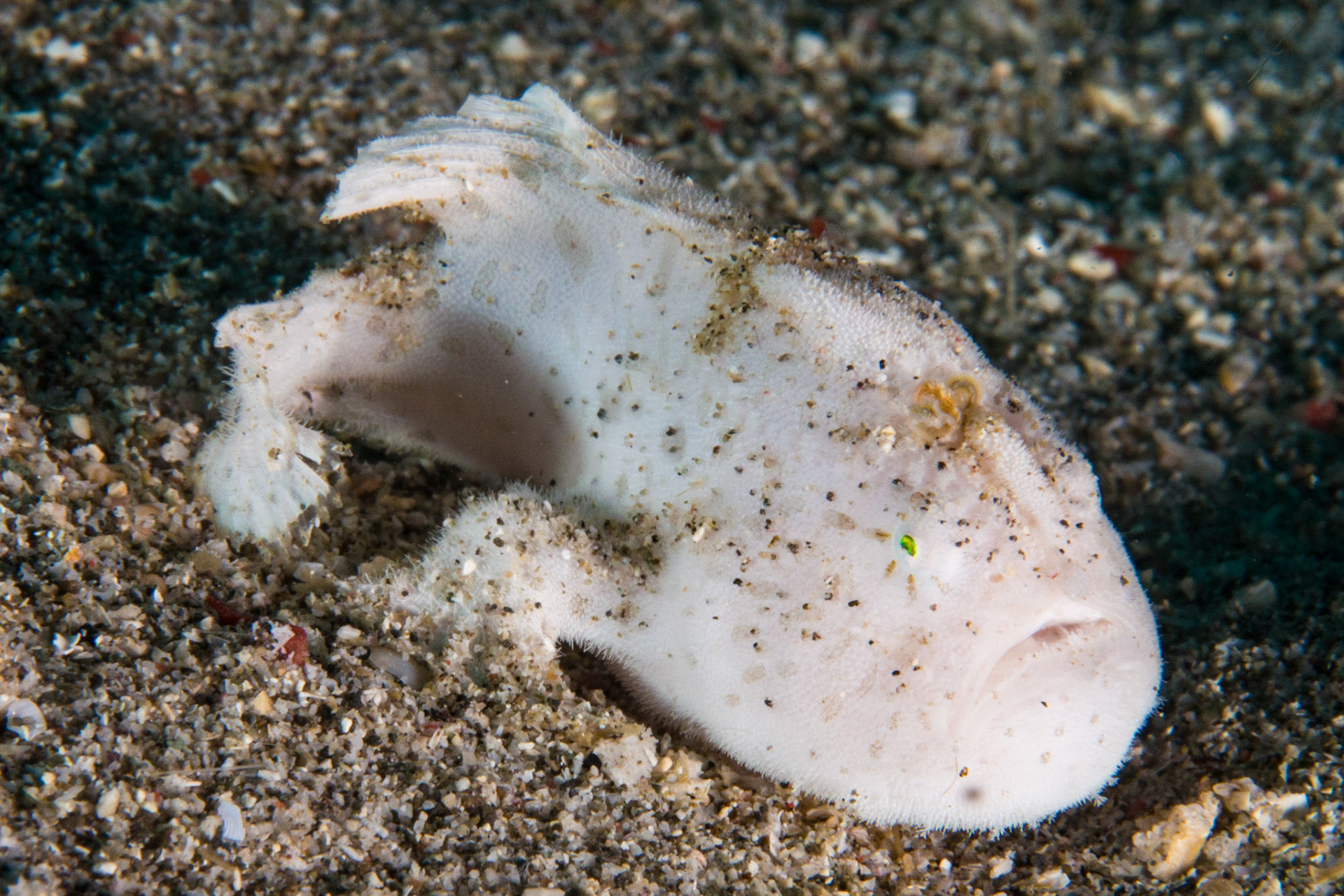 Striated Frogfish