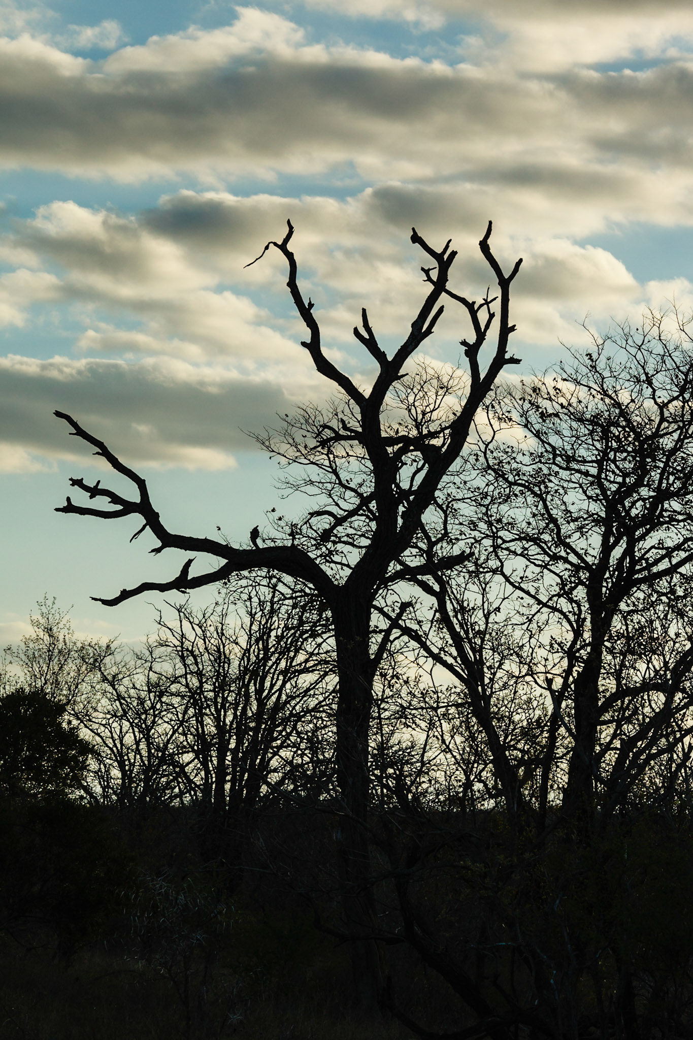 Timbivati Game Preserve