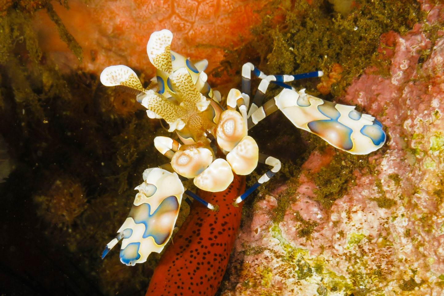 Harlequin Shrimp