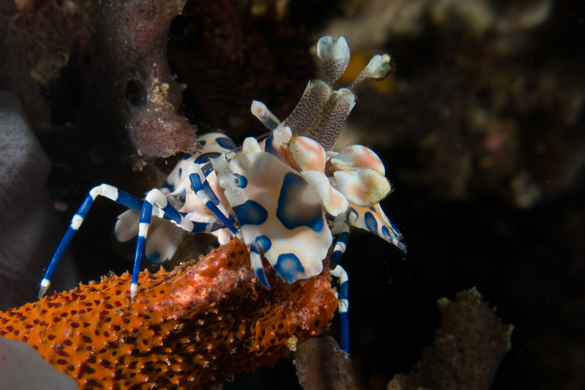 Harlequin Shrimp