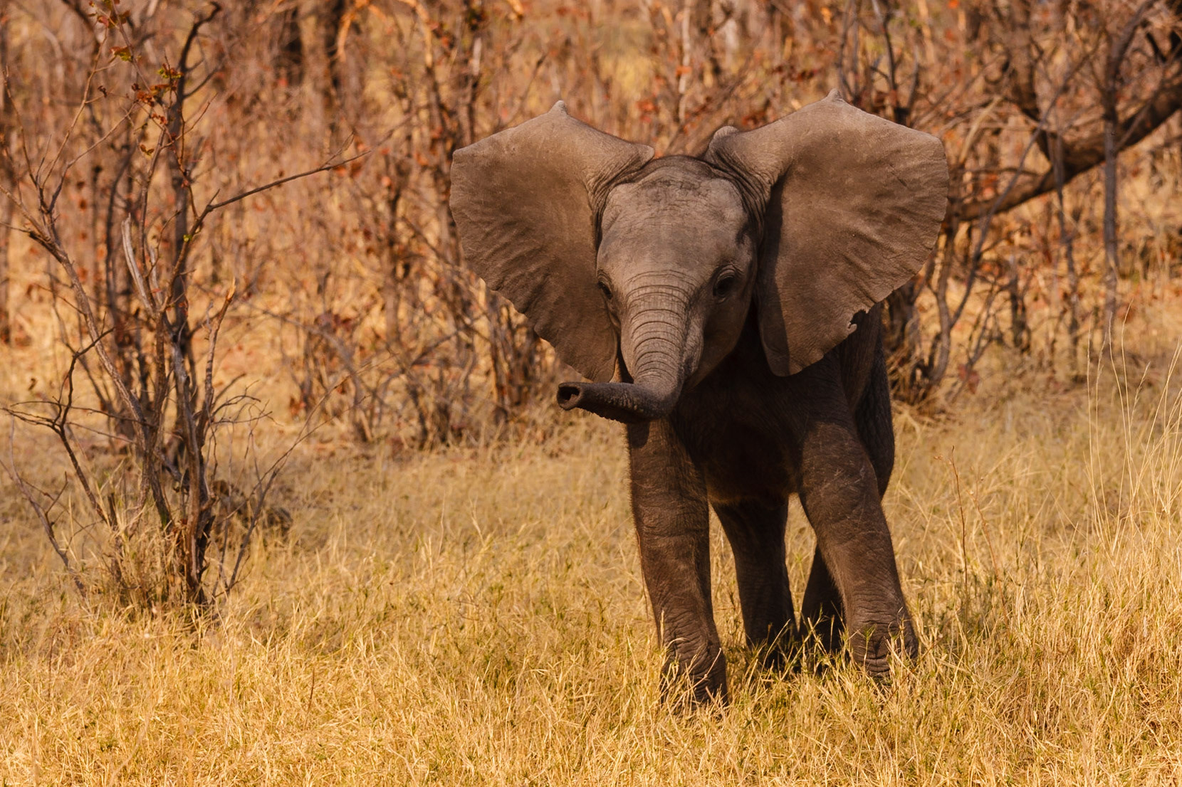Young African Elephant showing aggression