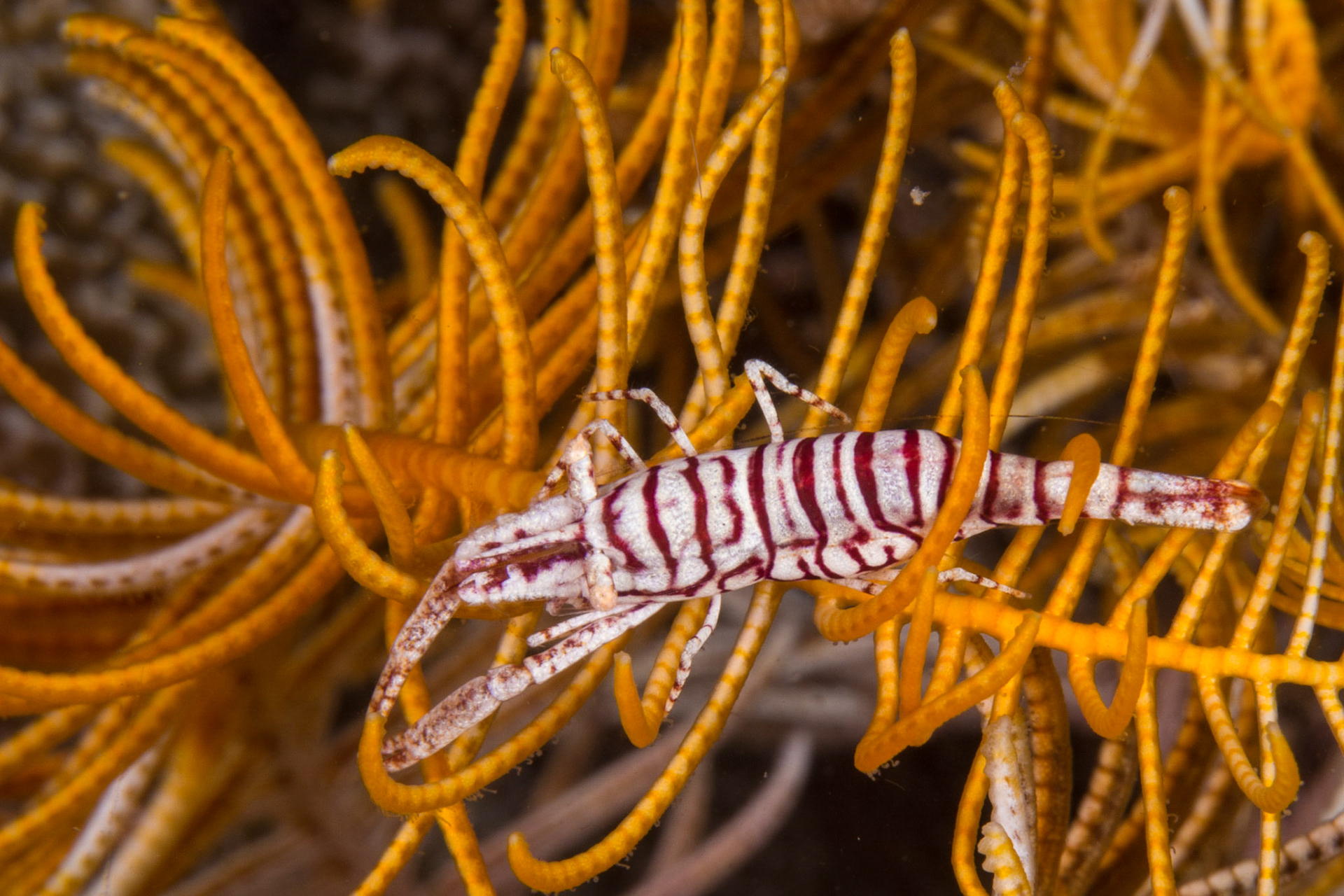 Laomenes sp.