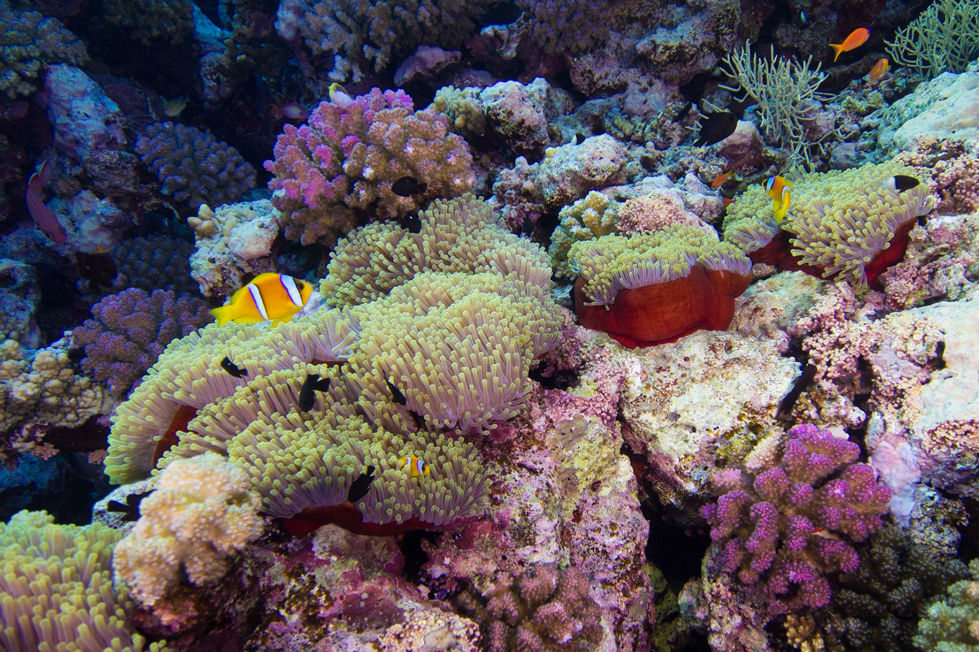 Red Sea Anemonefish