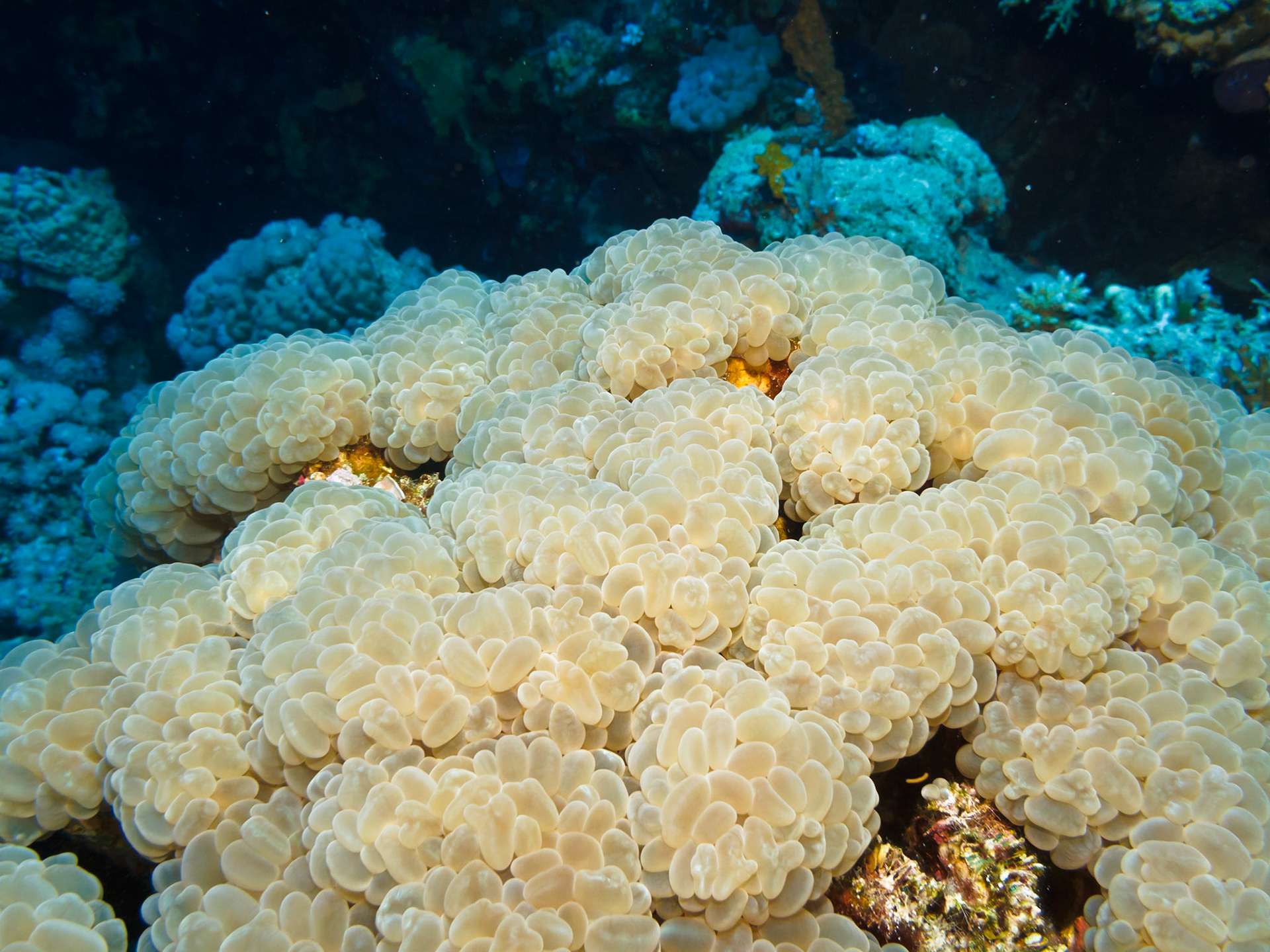 Bubble Coral