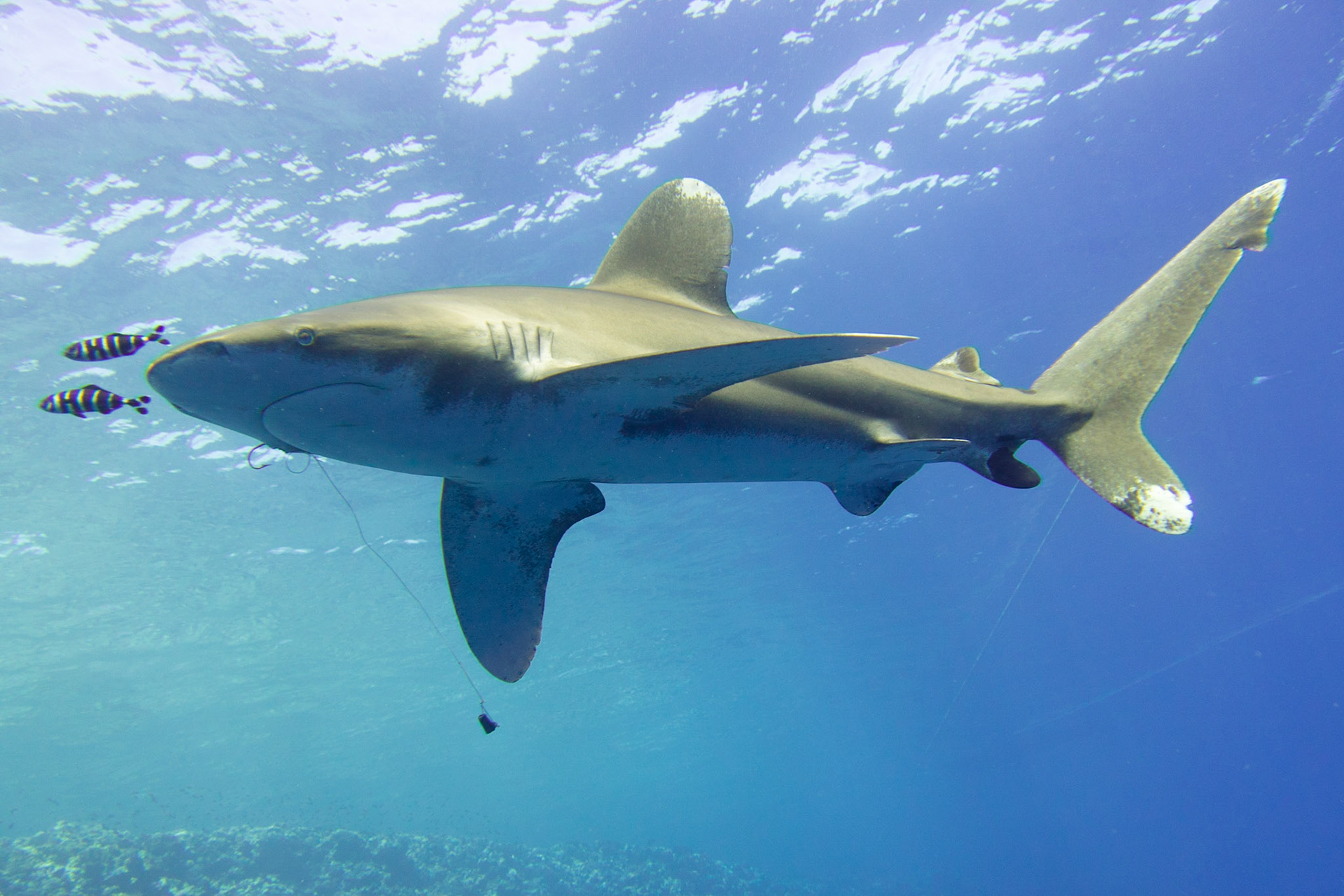 Pilot Fish and Longimanus