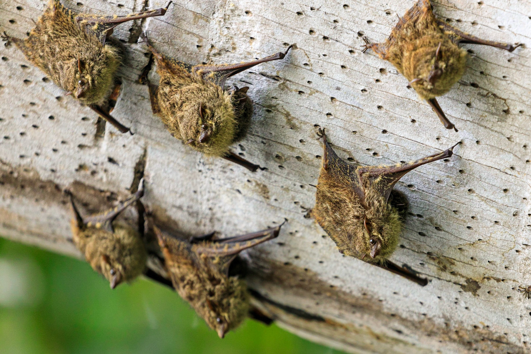 Proboscis Bat