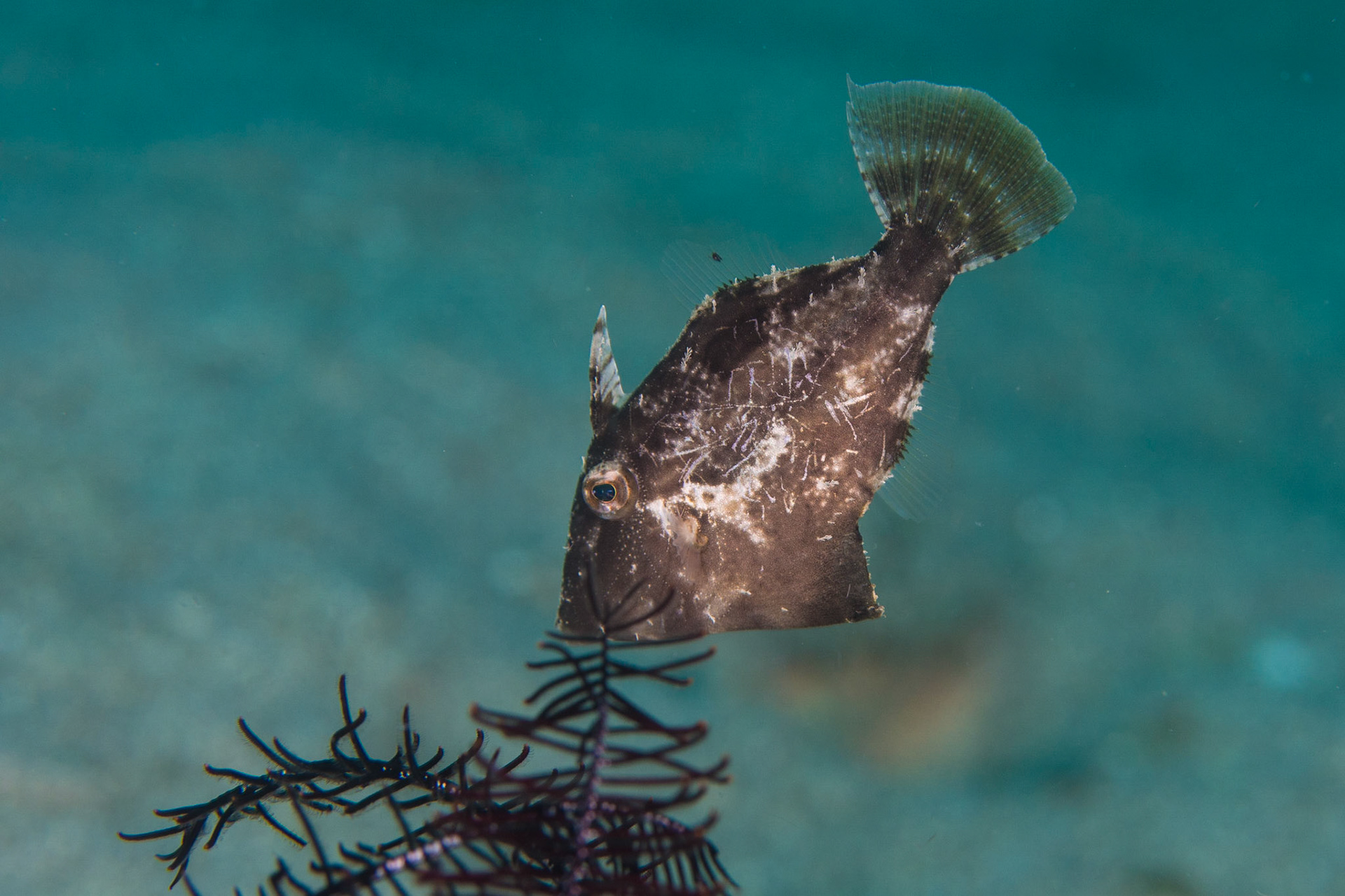 Bristle-tailed Filefish and Whitebar Filefish