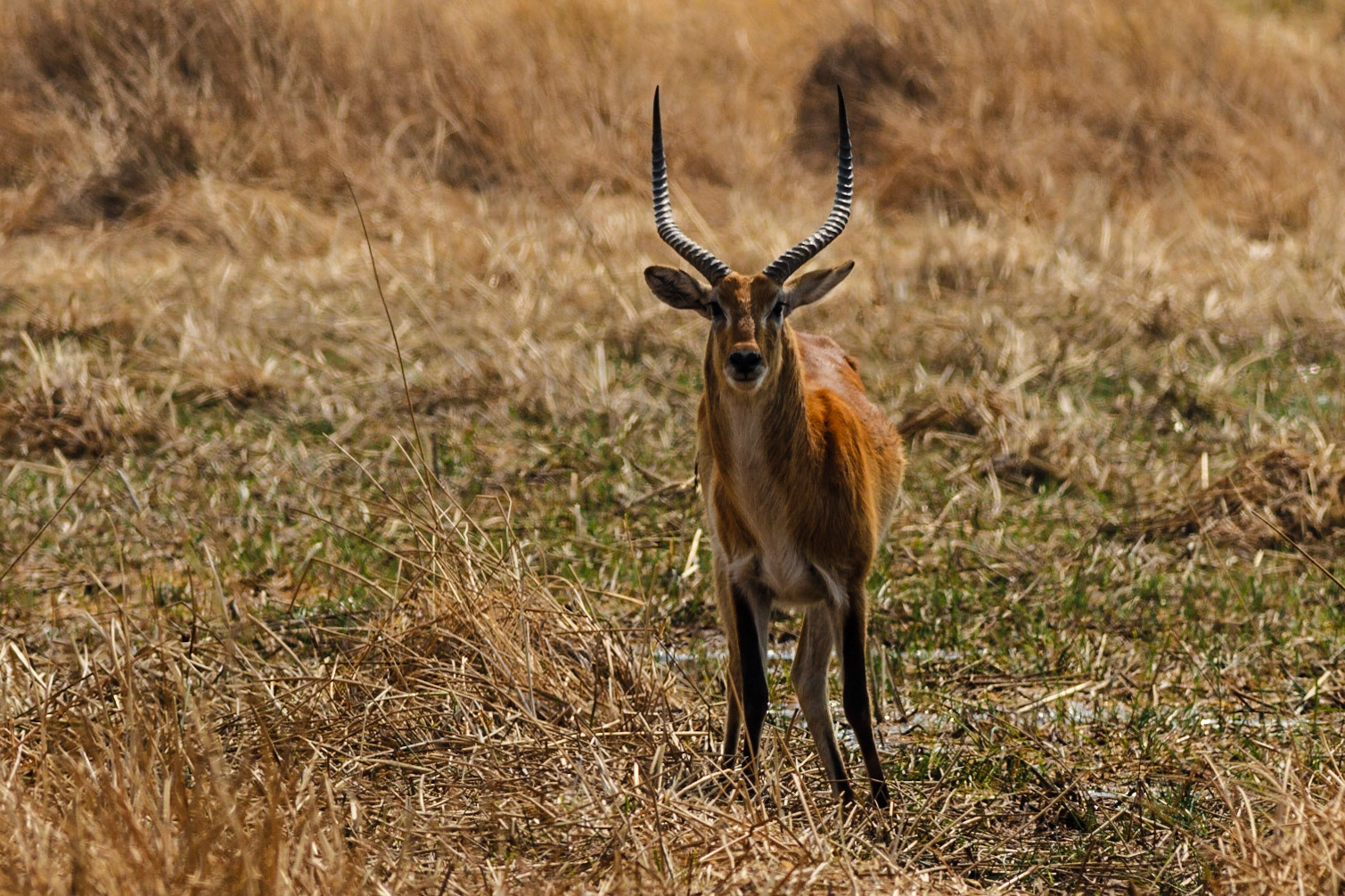 Lechwe