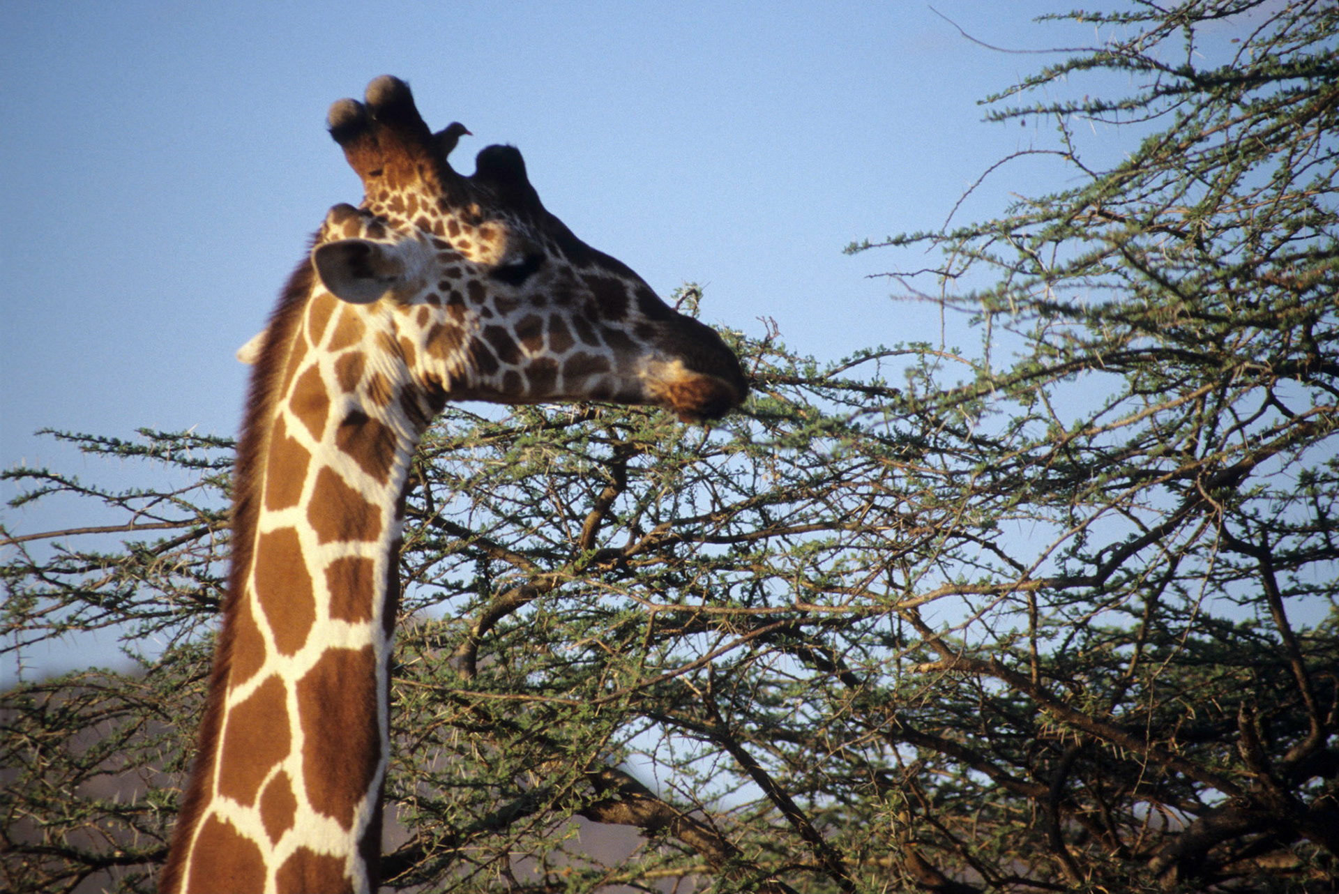 Reticulated Giraffe