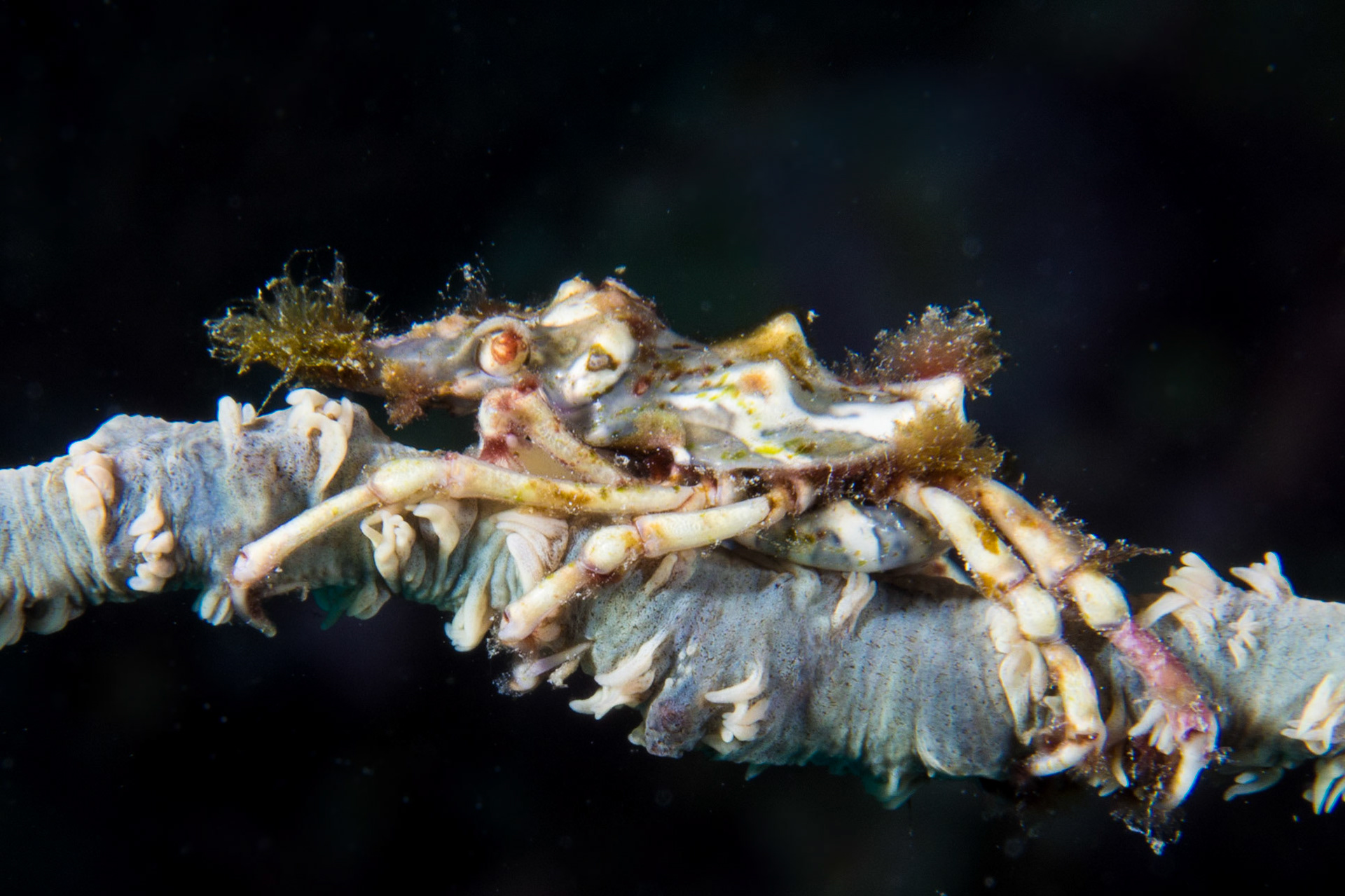 Wire Coral Crab and Cirripathes sp.
