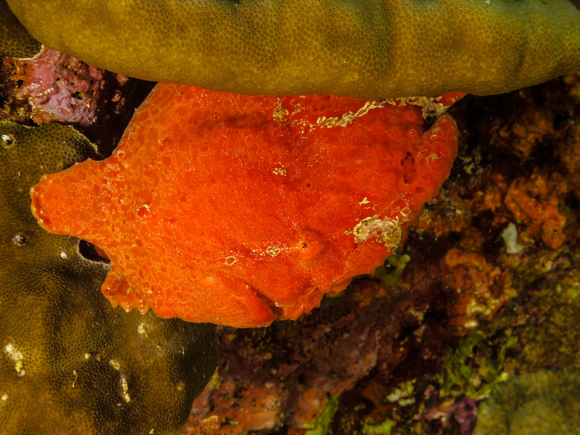 Giant Frogfish
