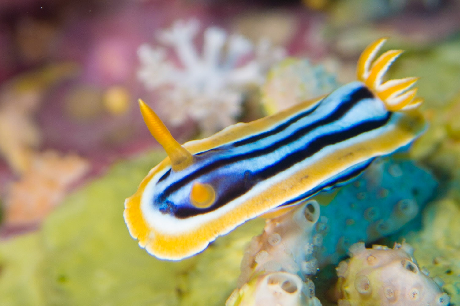 Chromodoris quadricolor