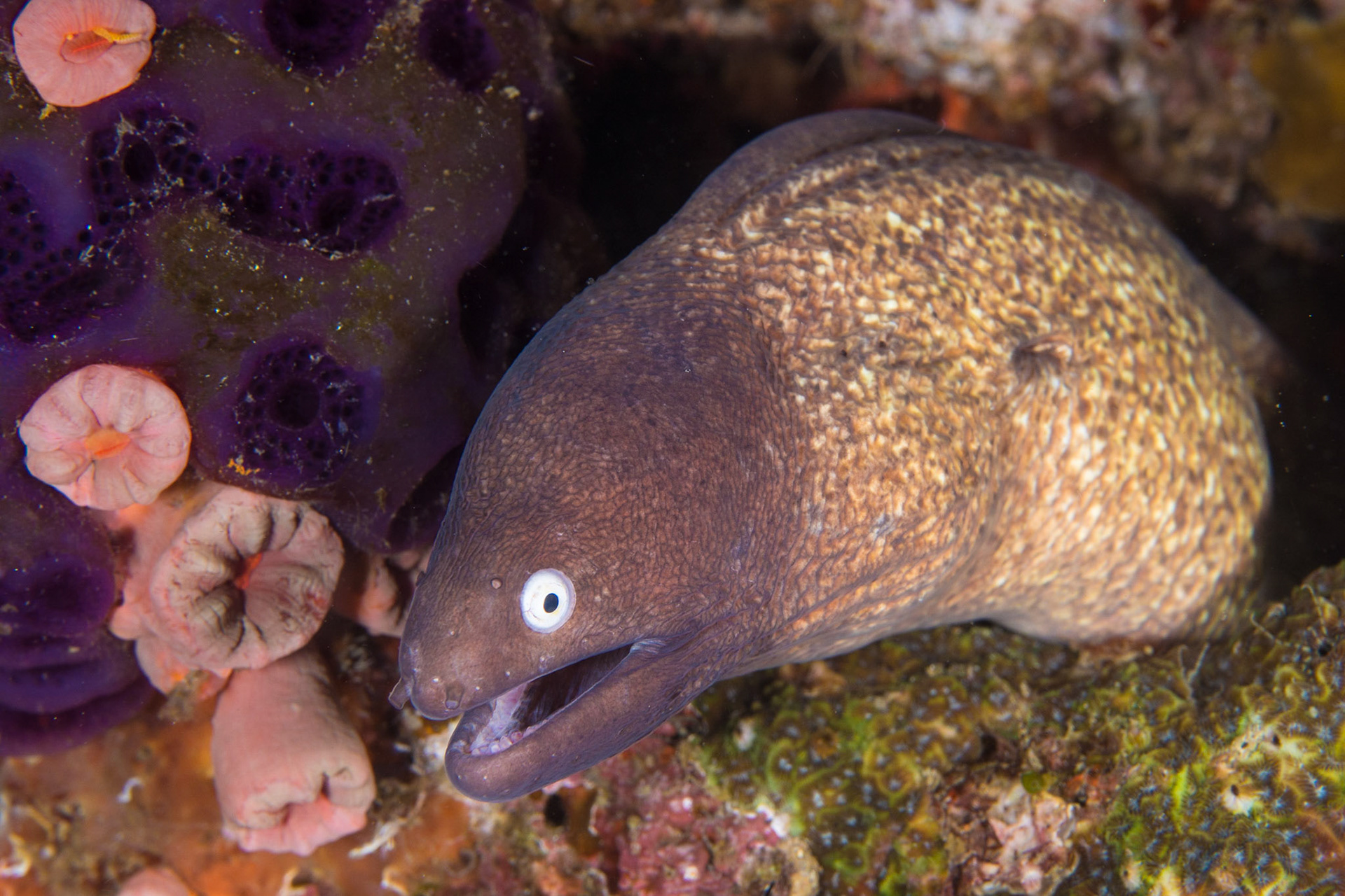 White-eyed Moray