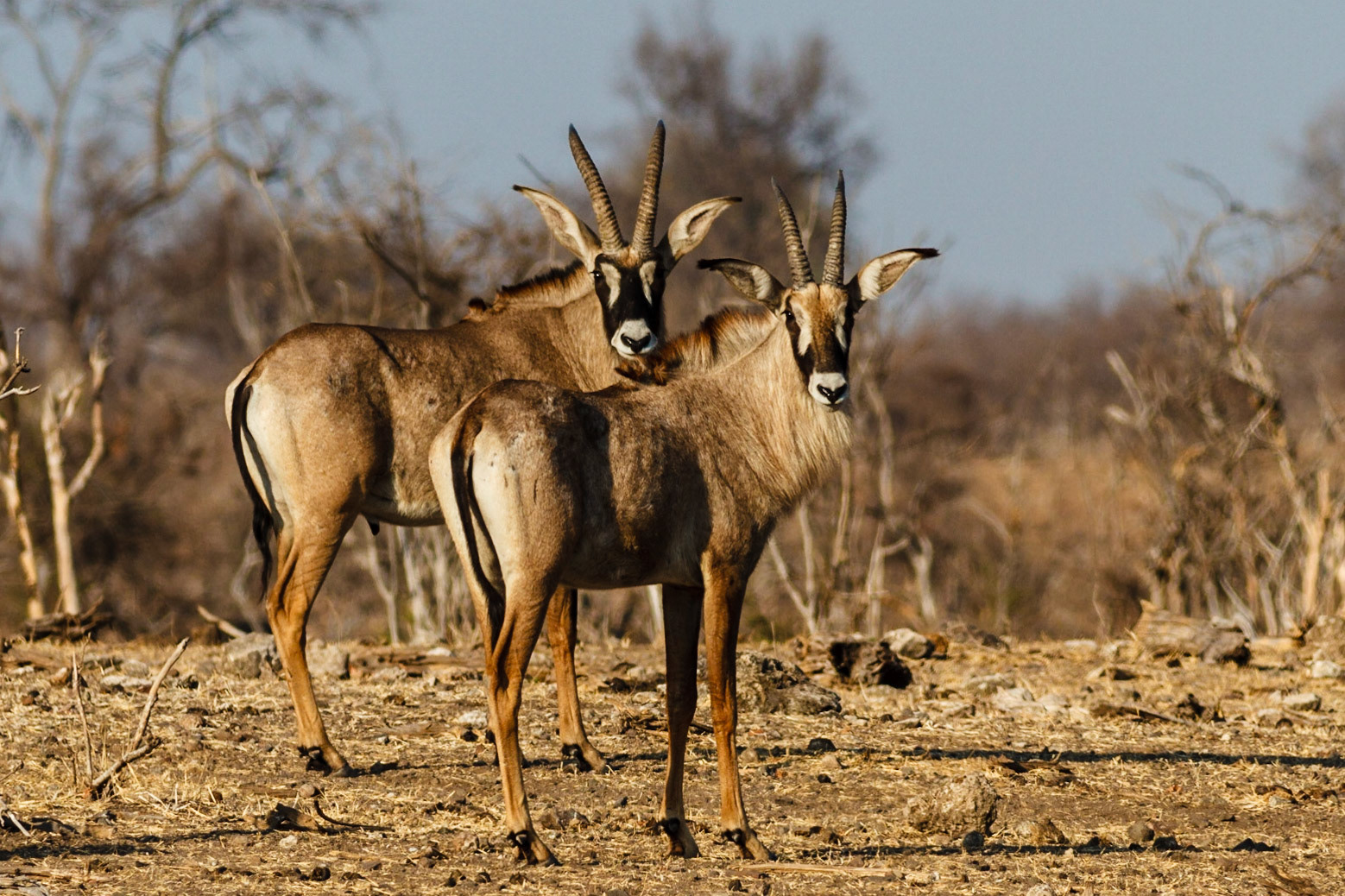 Roan Antelope