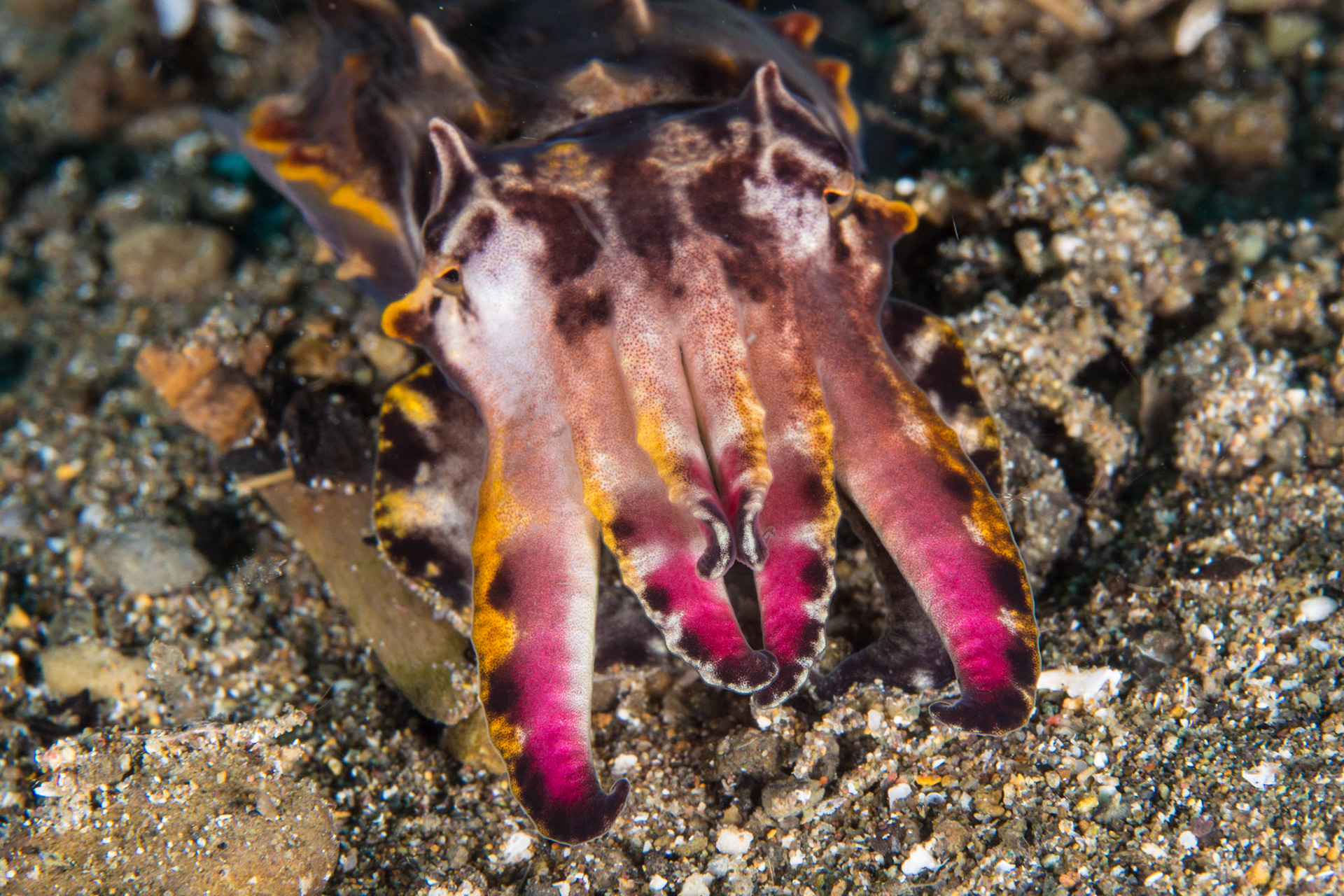 Flamboyant Cuttlefish