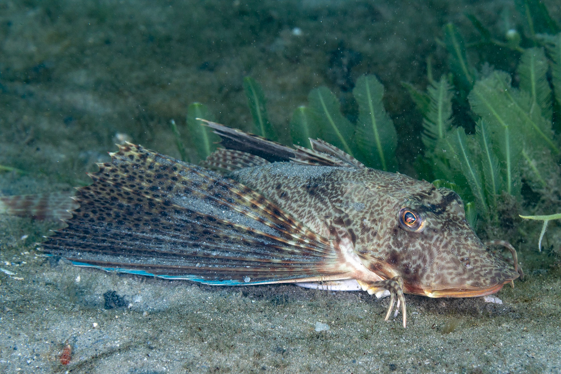 Bluewing Searobin
