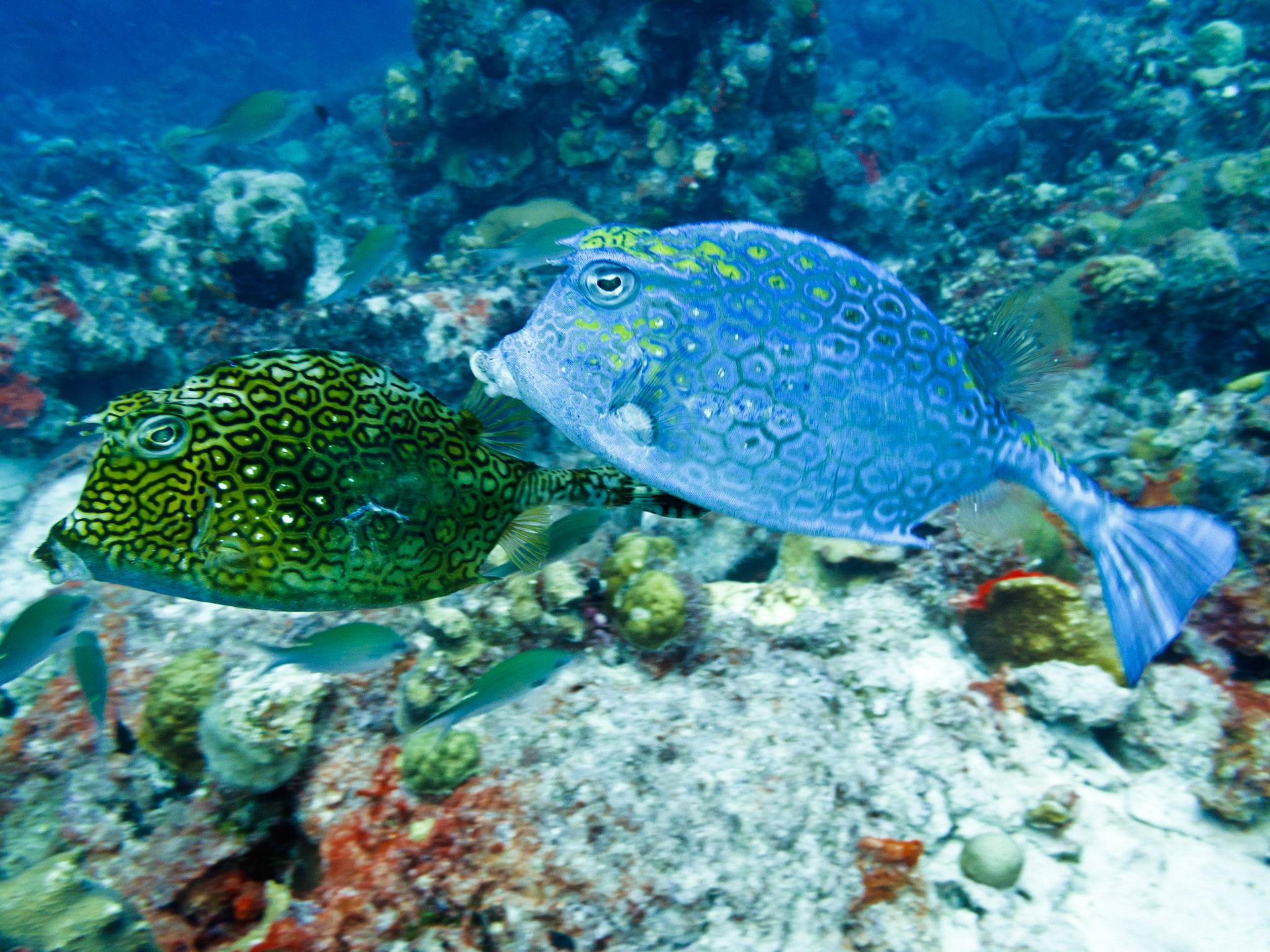 Honeycomb Cowfish Mating?