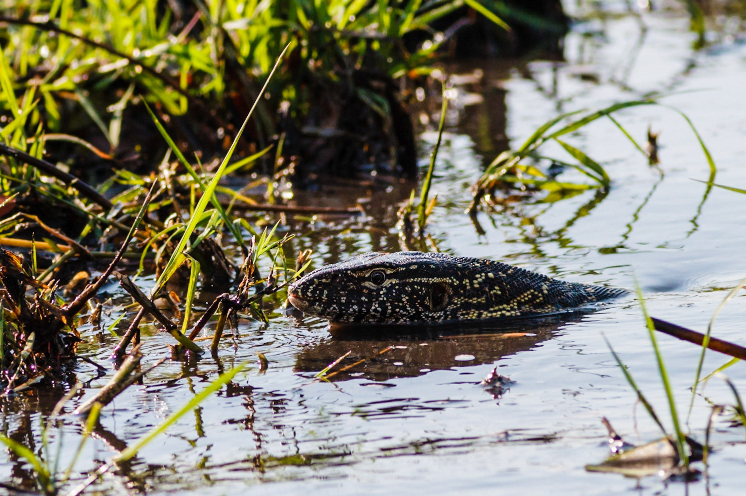 Nile Monitor