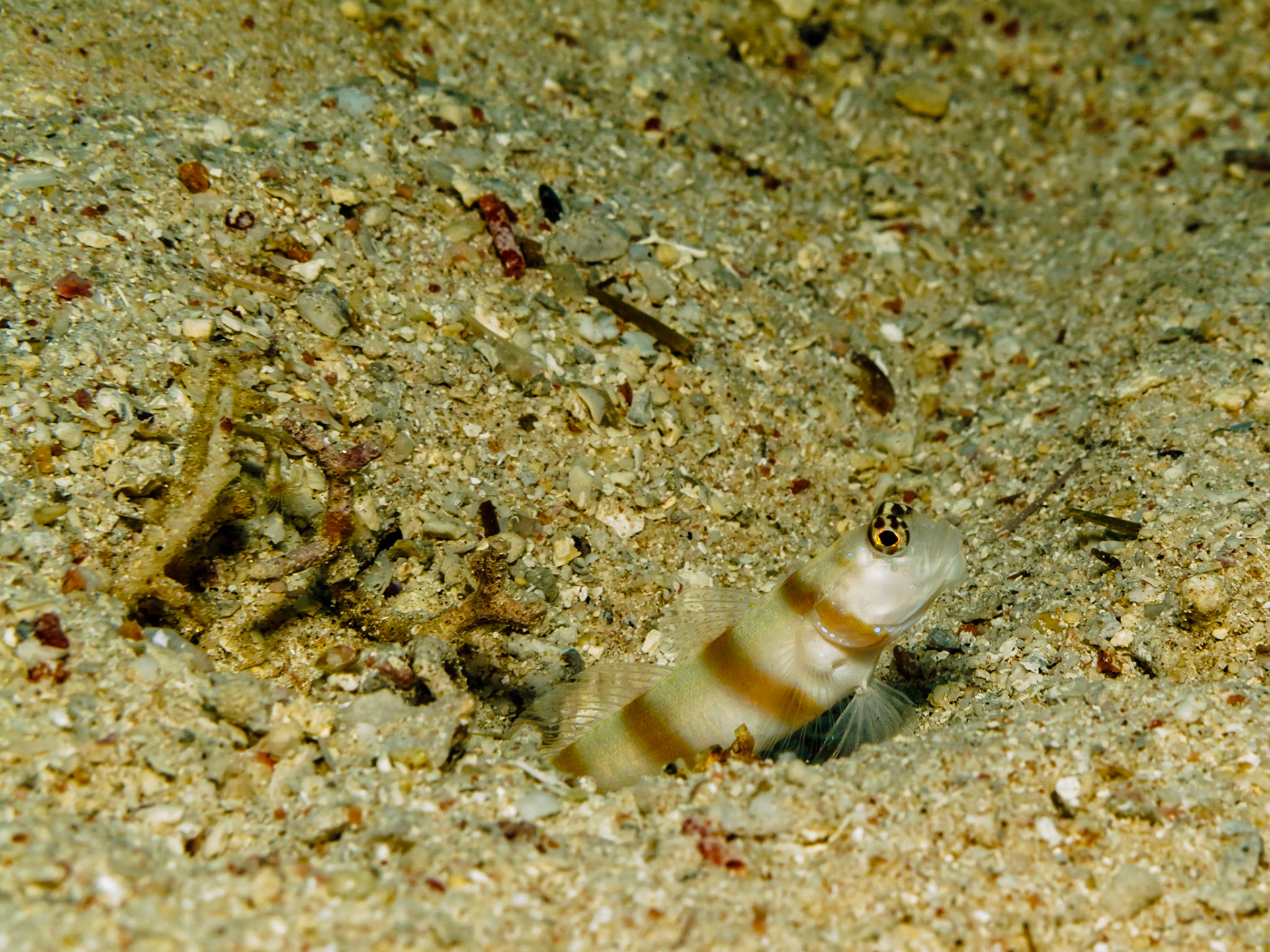 Steinitz' Shrimpgoby