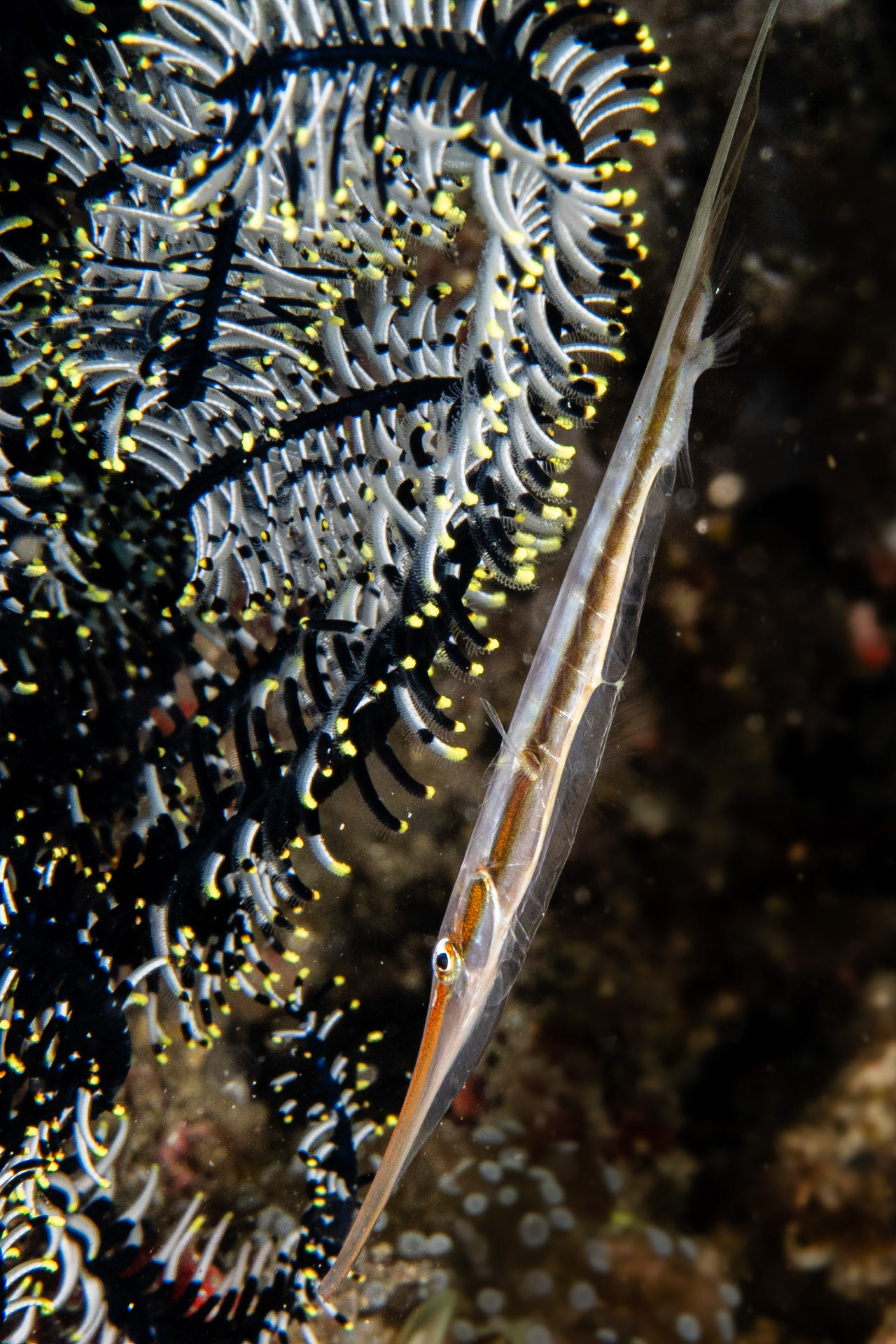 Rigid Shrimpfish