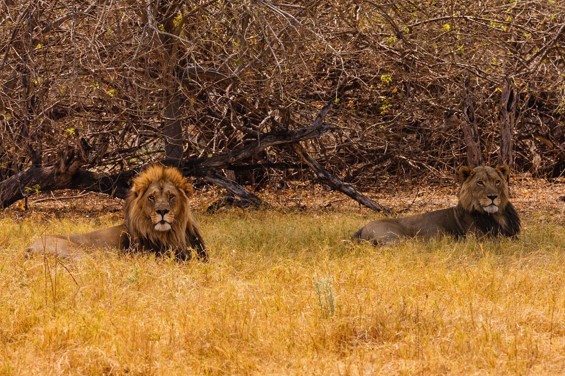 Male Lions