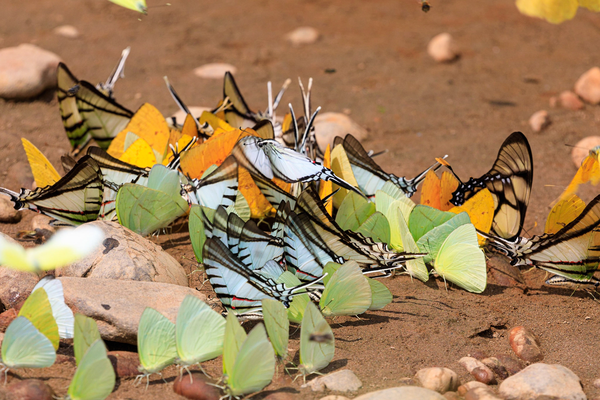 Acacia Butterfly, Glasswing Butterfly, Leaf Butterfly, Long-tail Swallowtail, Yellow Swallowtail