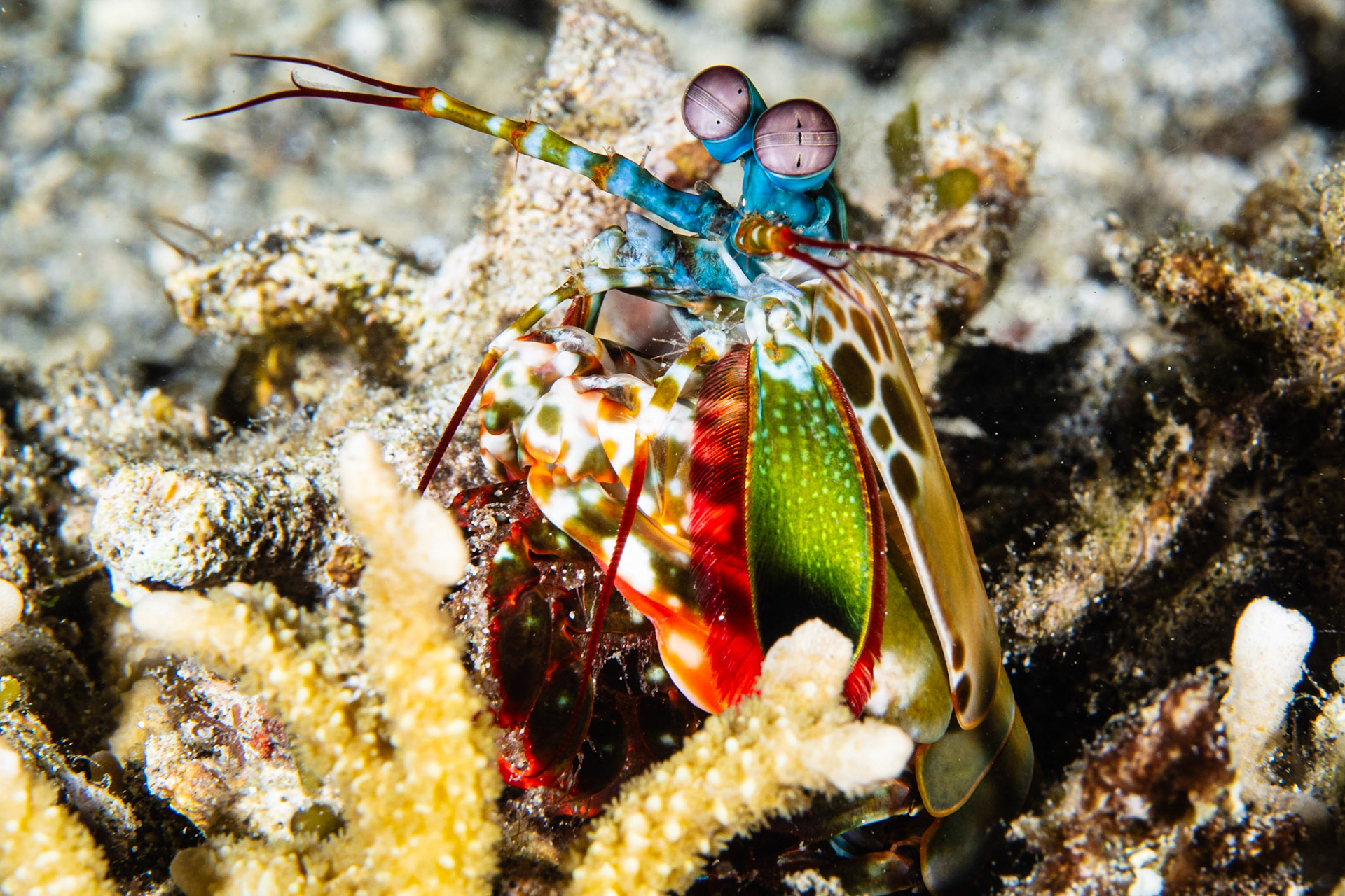 Peacock Mantis