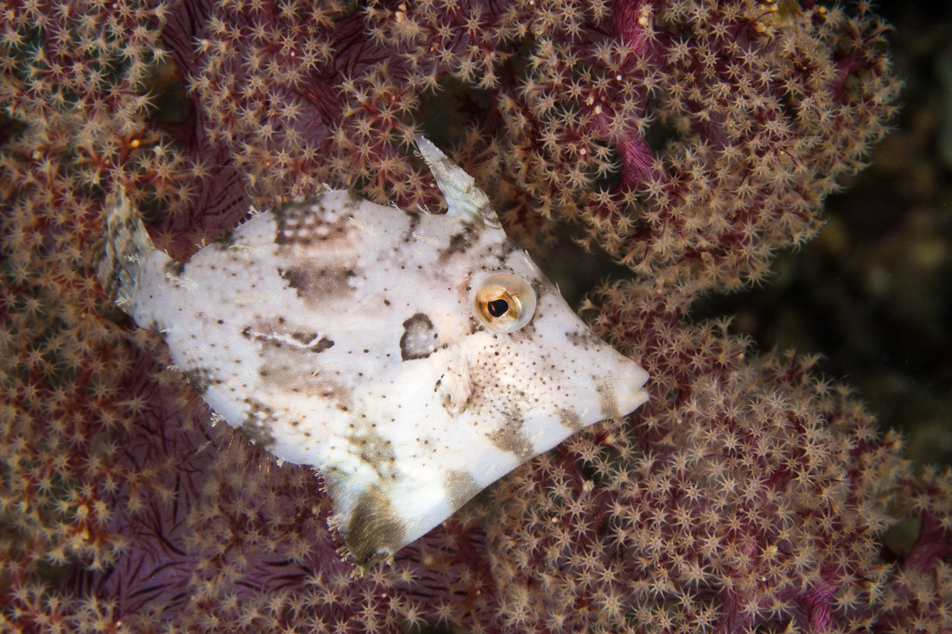 Strapweed Filefish