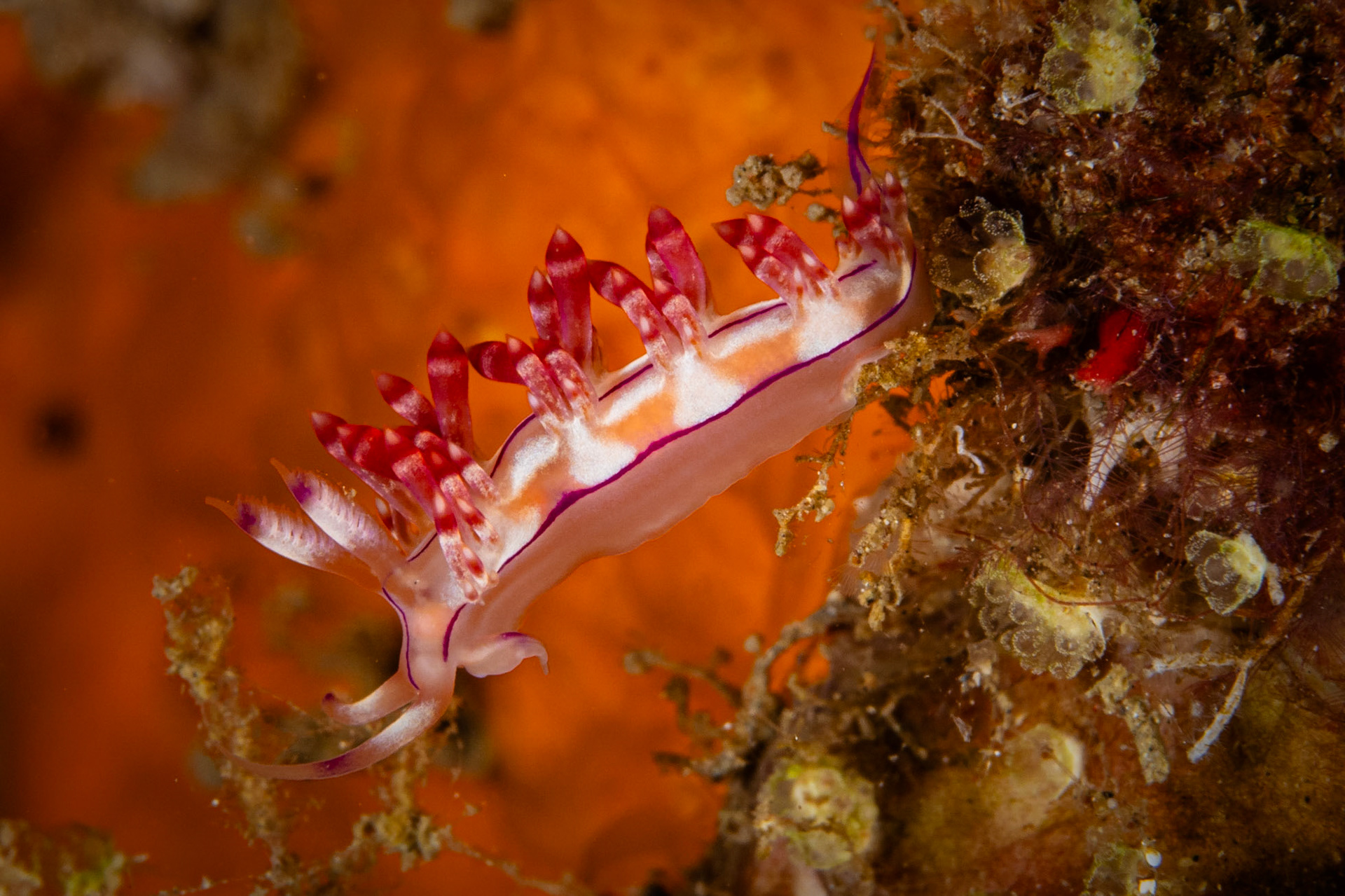 Coryphellina exopata