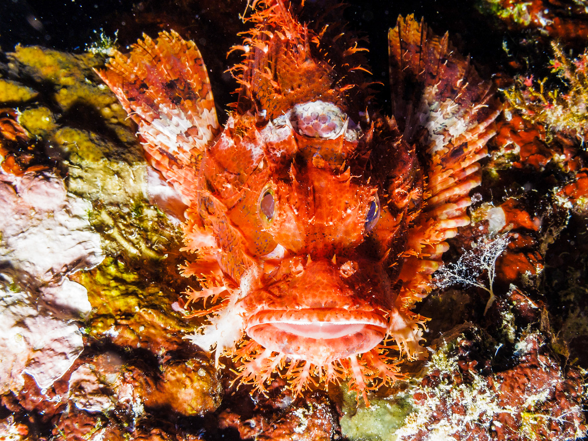Smallscale Scorpionfish