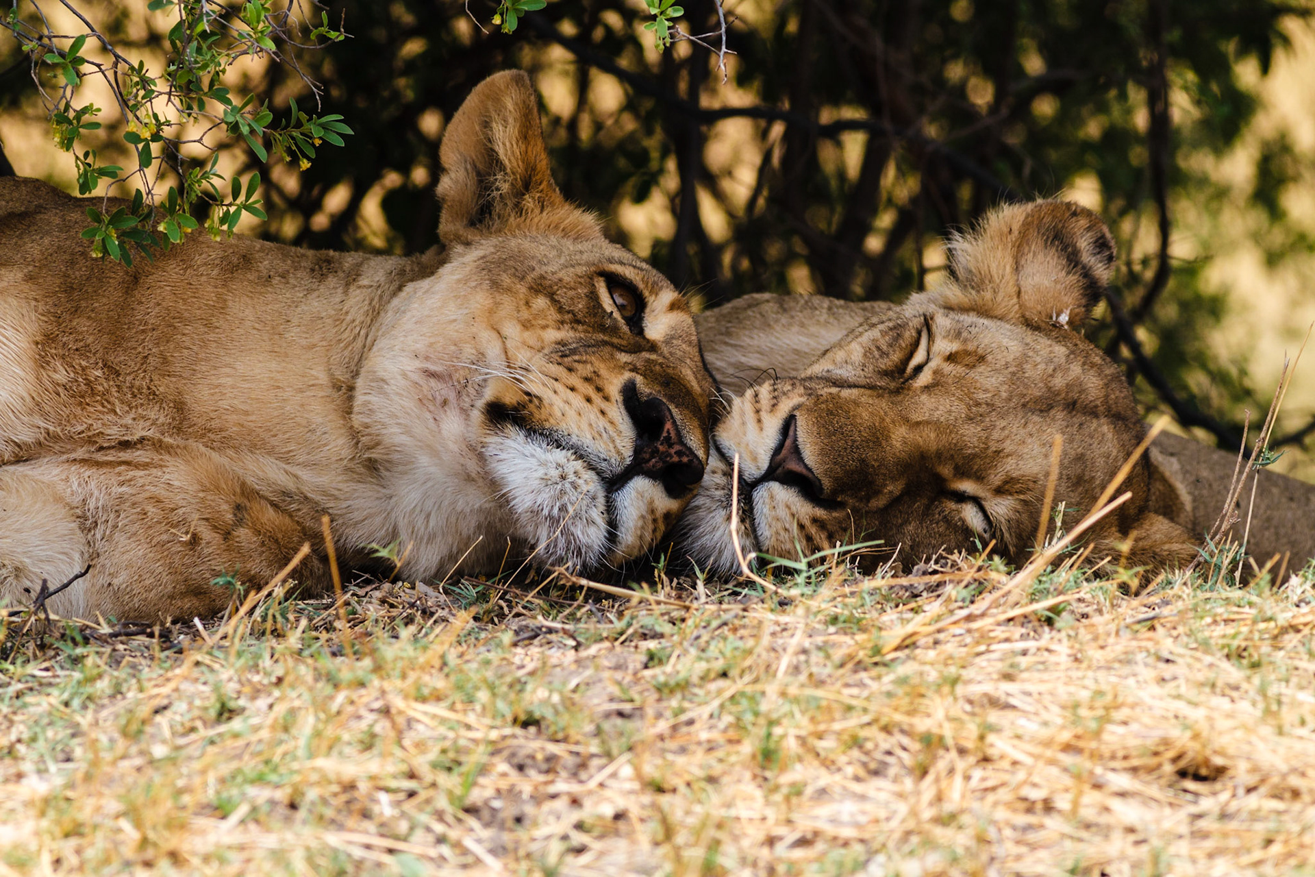Lion