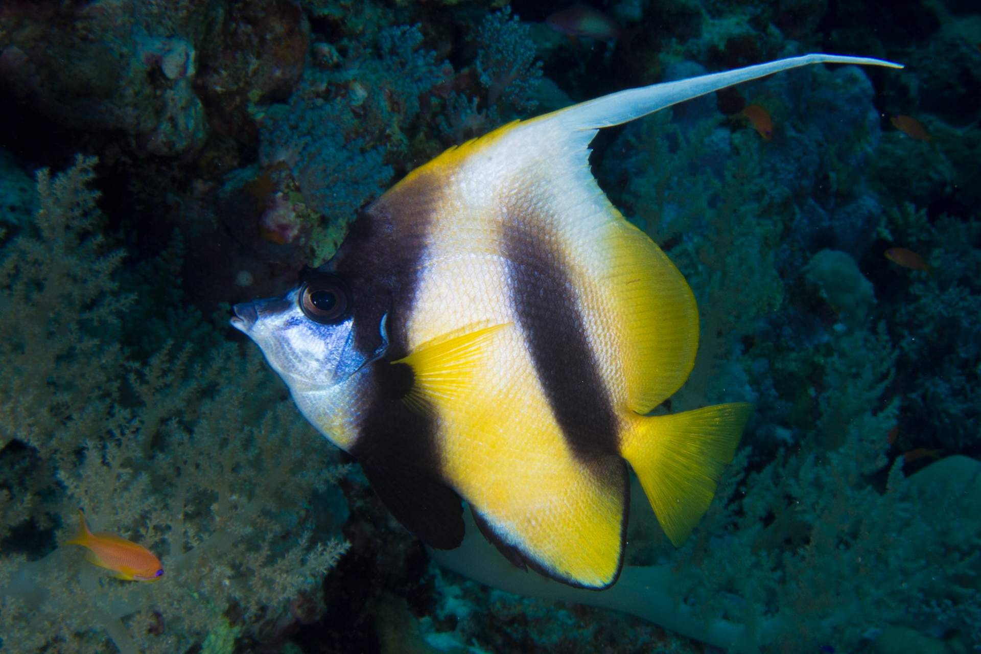 Red Sea Bannerfish