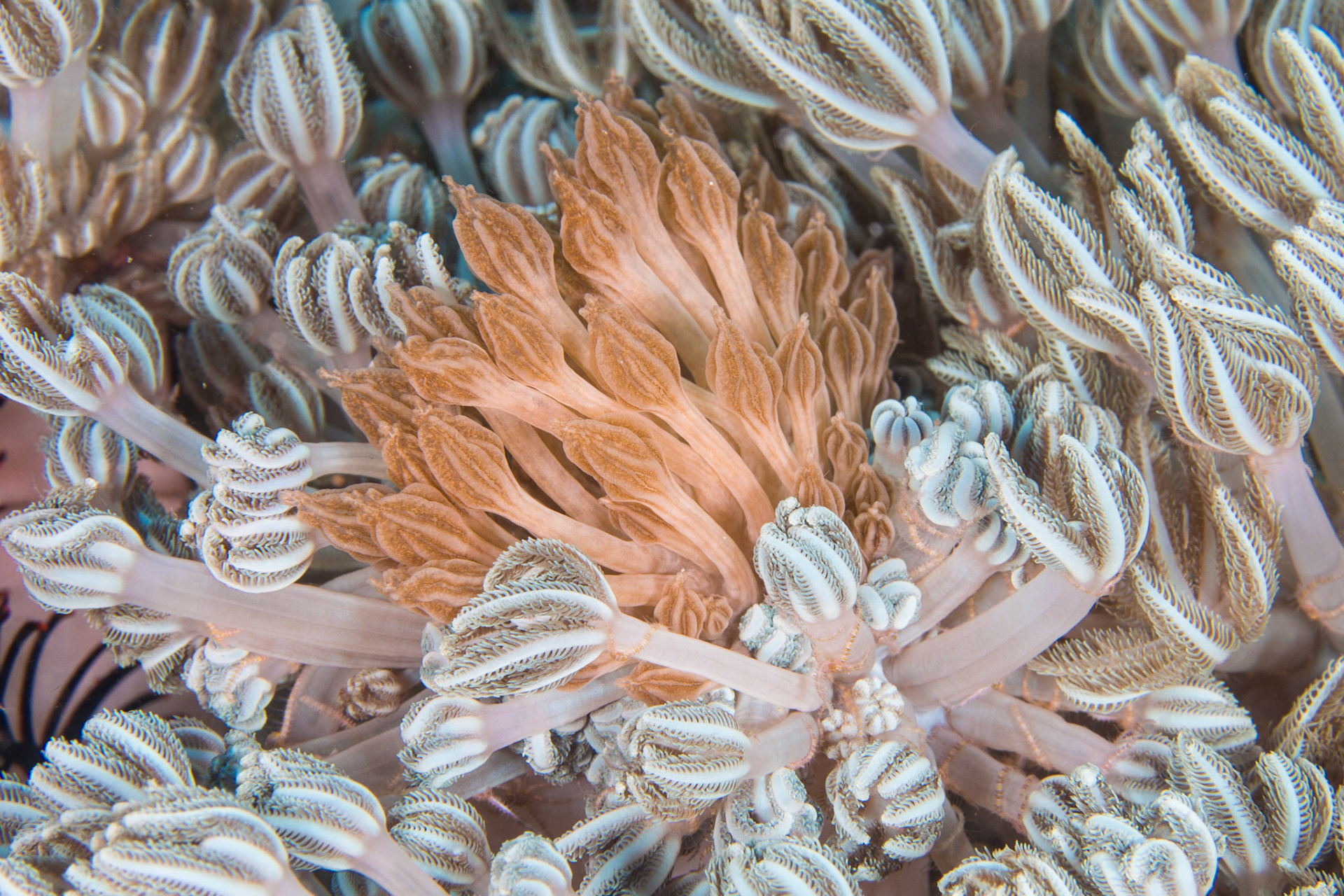 Phyllodesmium rudmani