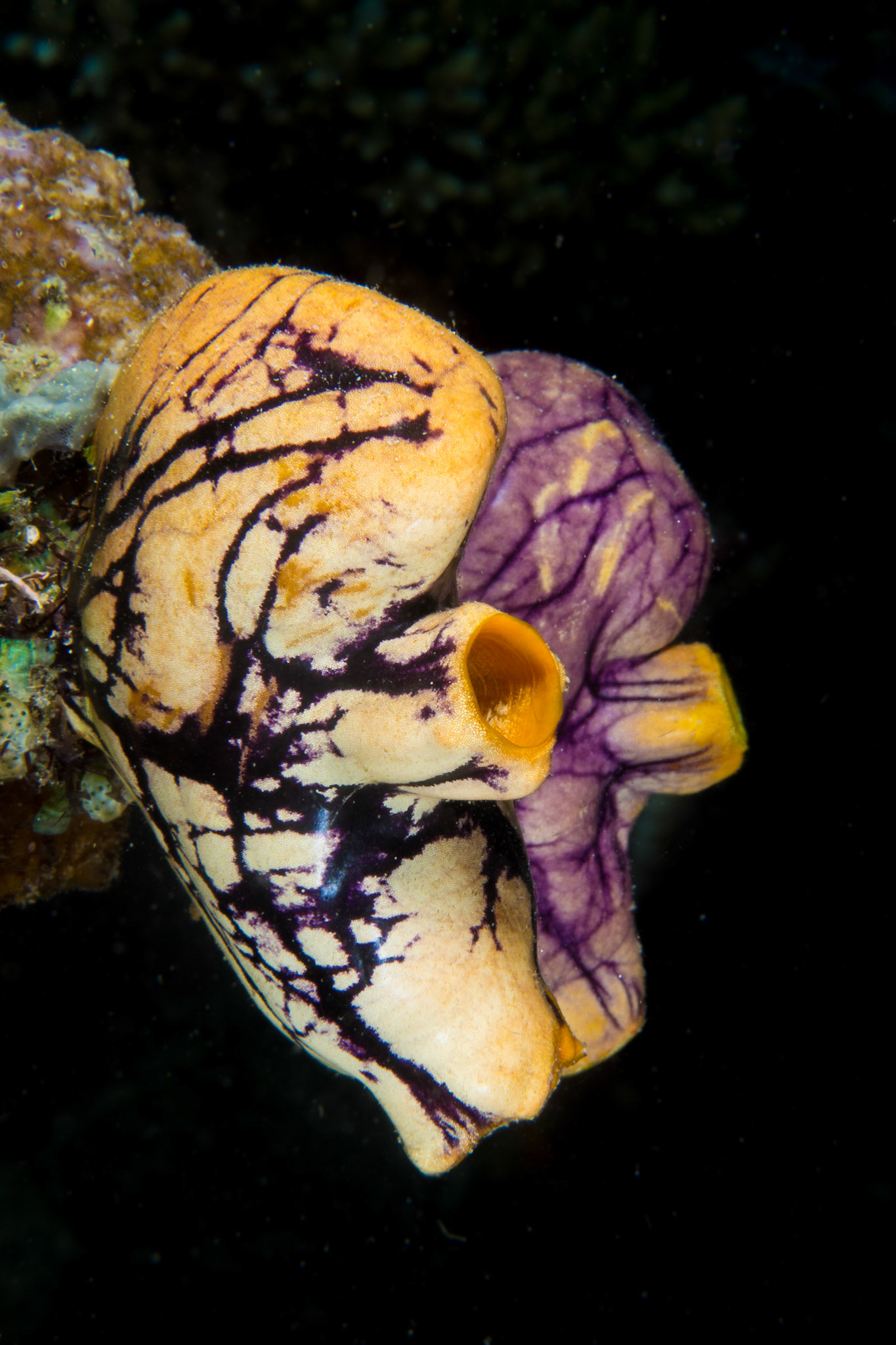 Polycarpa aurata