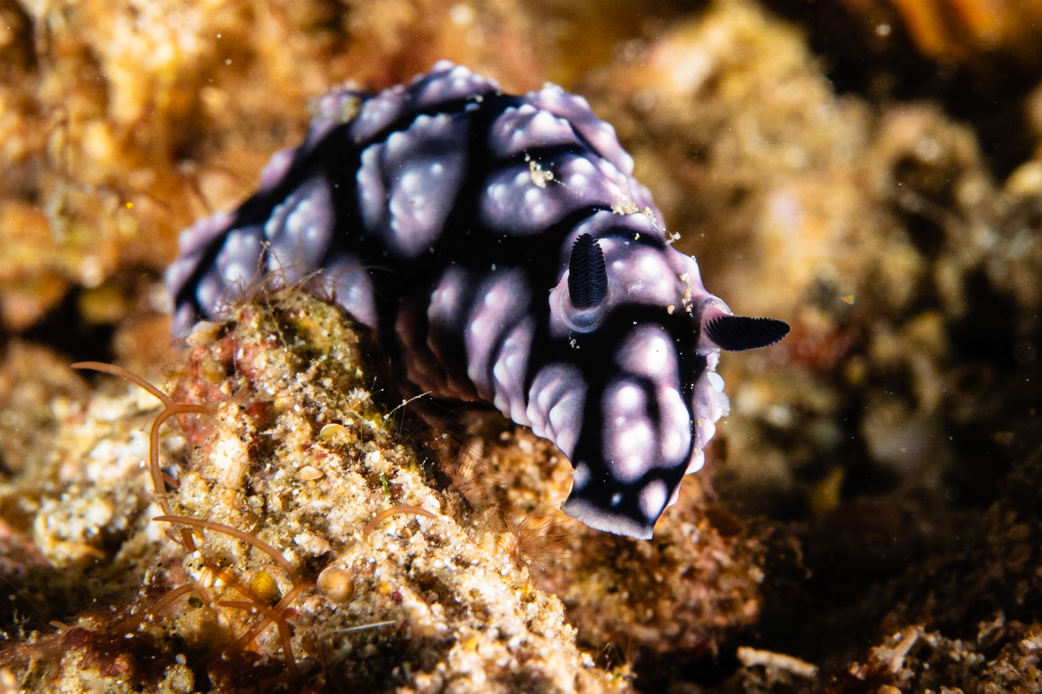 Phyllidiella pustulosa