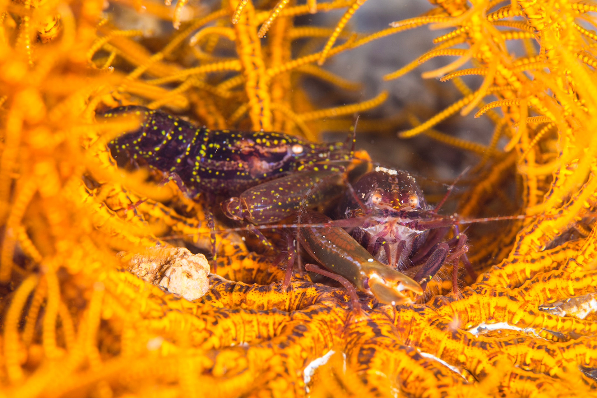 Stimpson's Snapping Shrimp