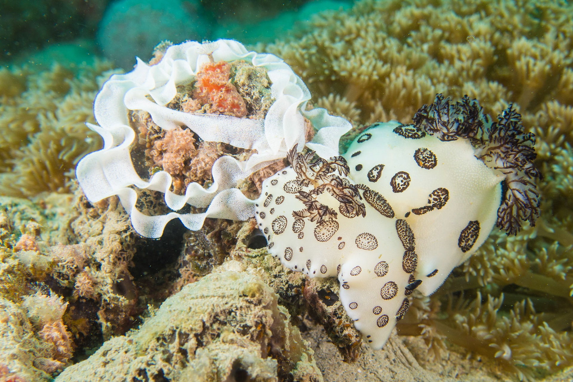 Jorunna funebris