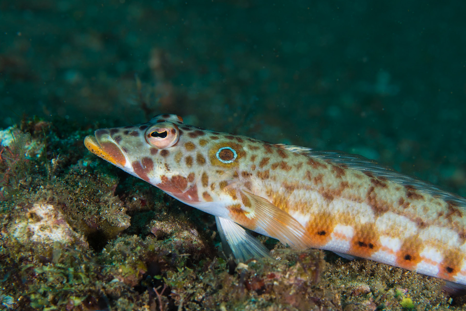 Latticed Sandperch