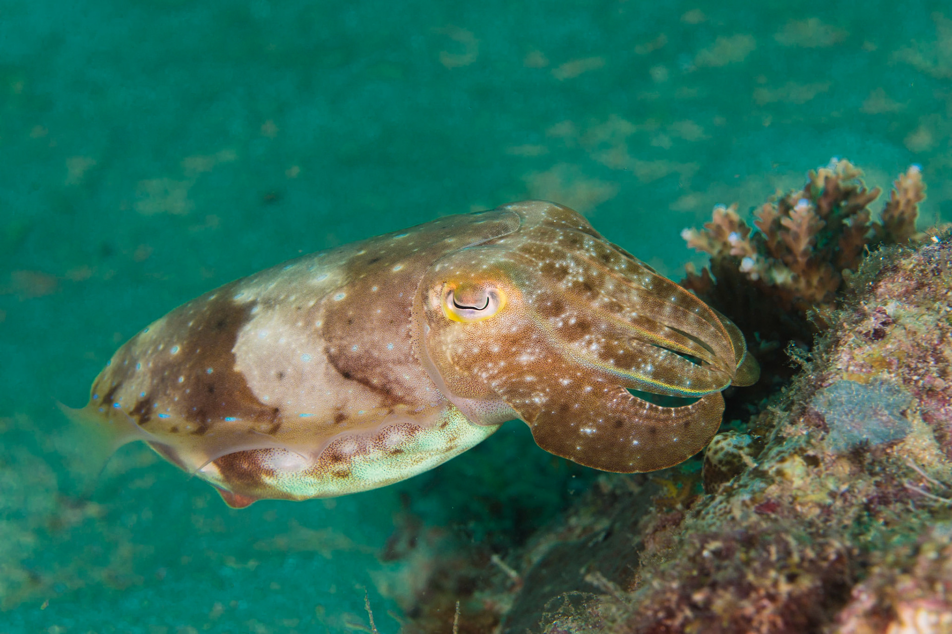Broadclub Cuttlefish
