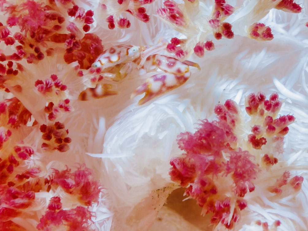 Soft Coral Porcelain Crab