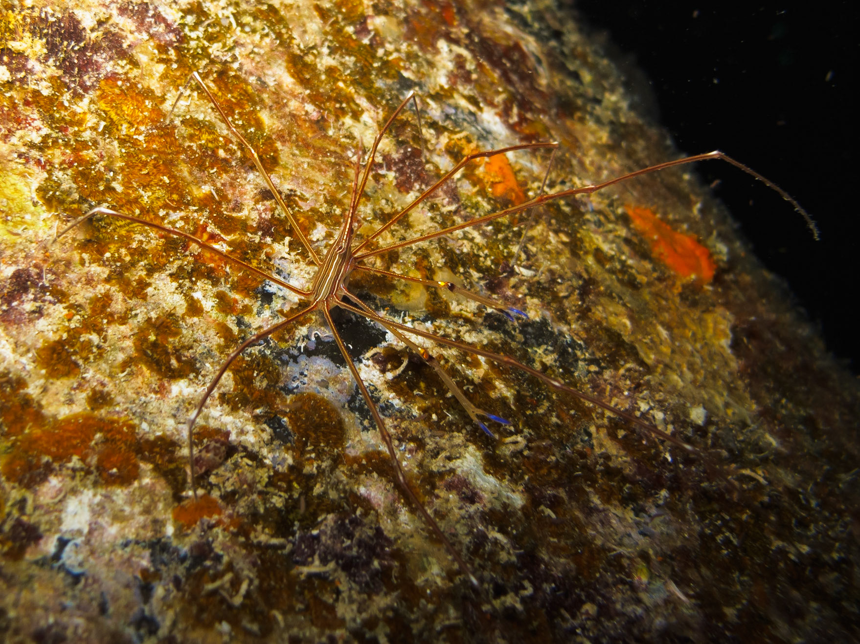 Yellowline Arrow Crab