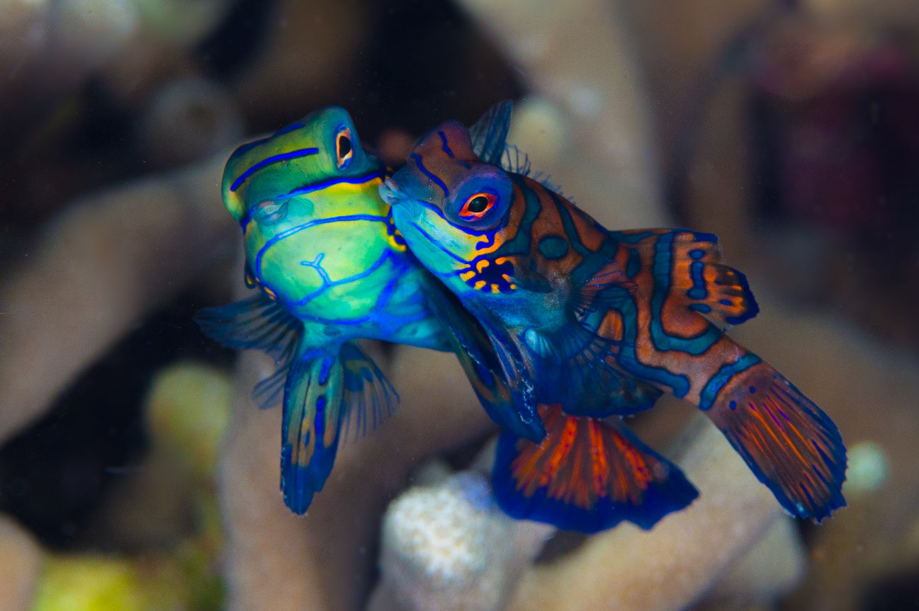 Mandarinfish