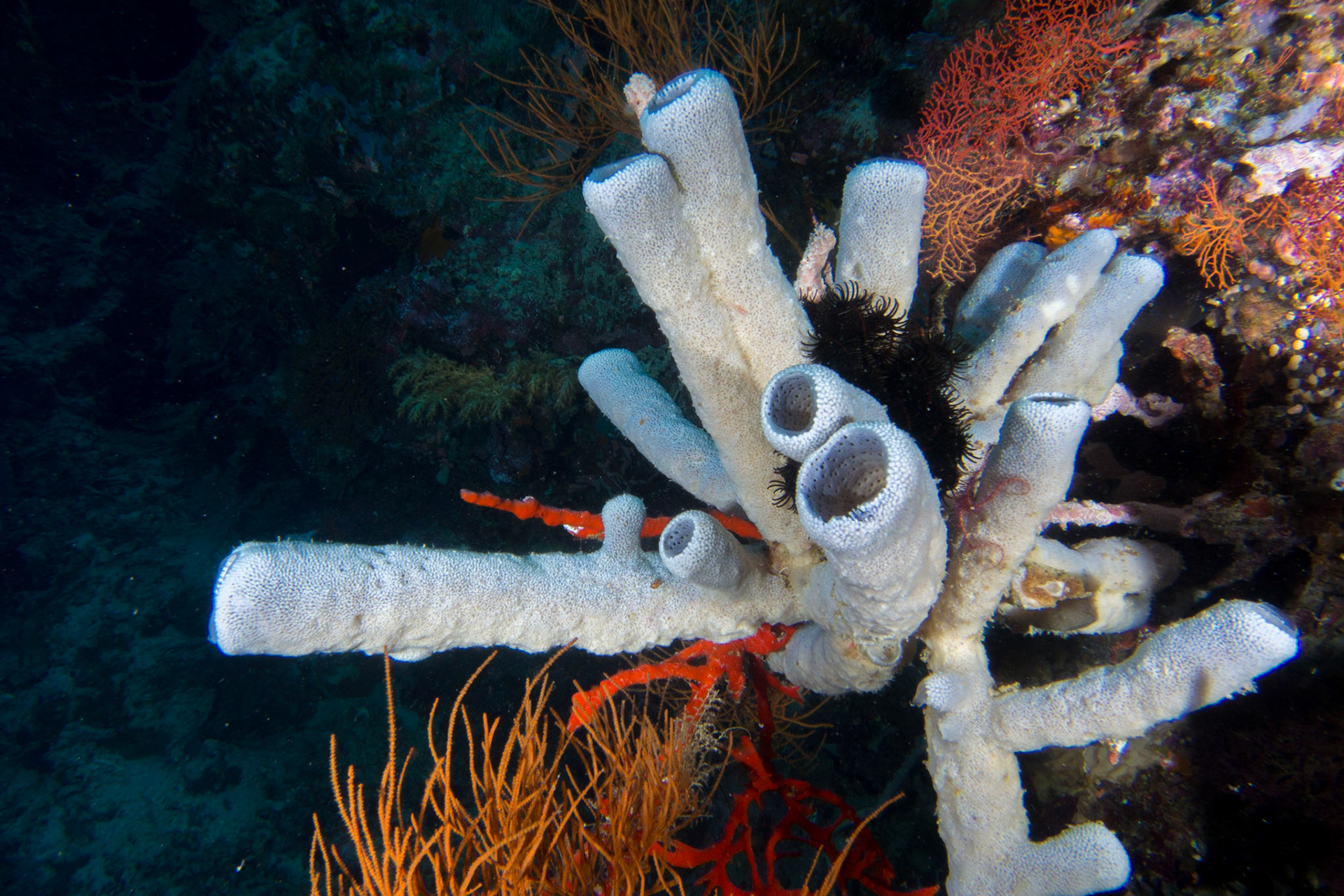 Amphimedon sp.